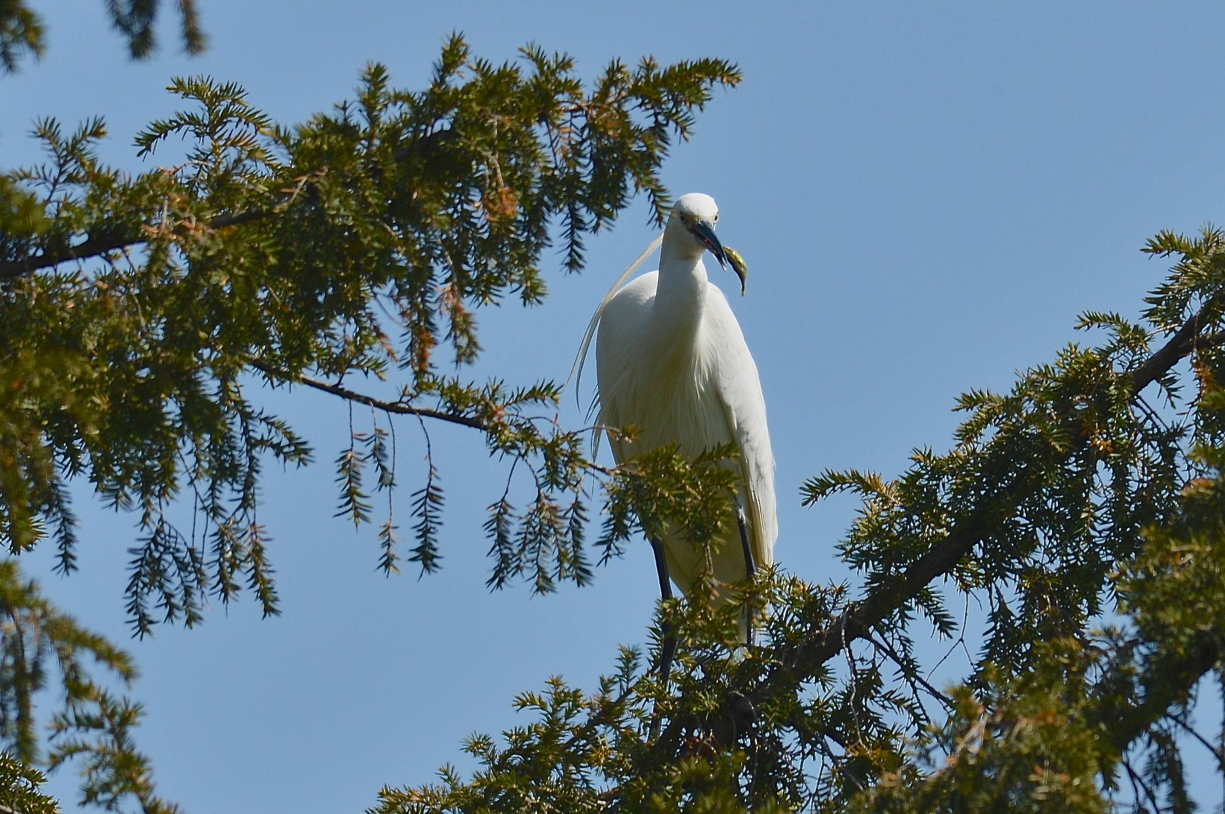 Egret
