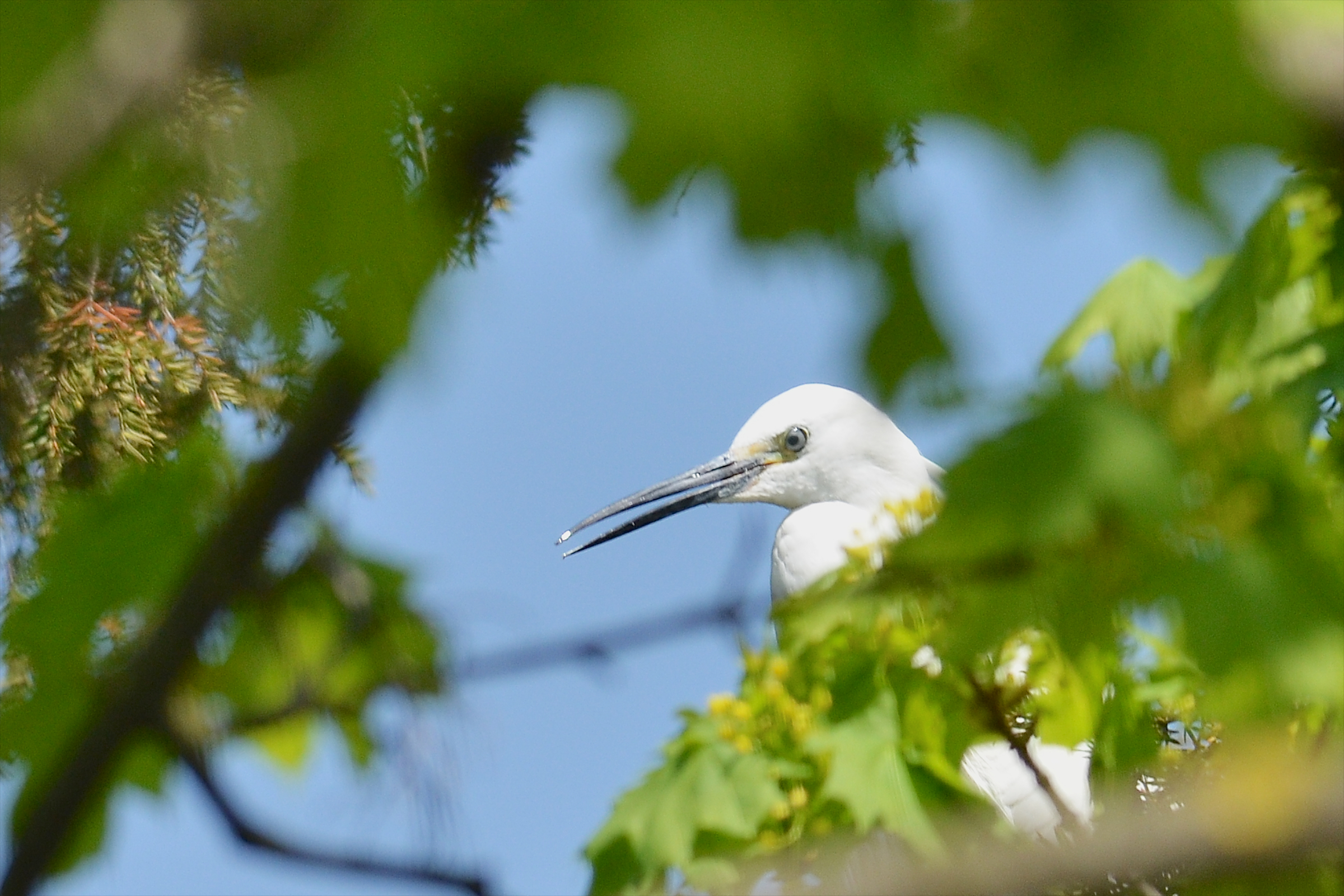 Egret