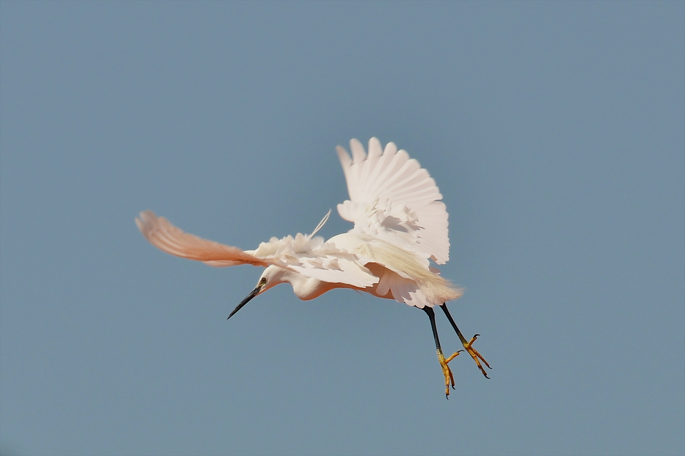 Egret