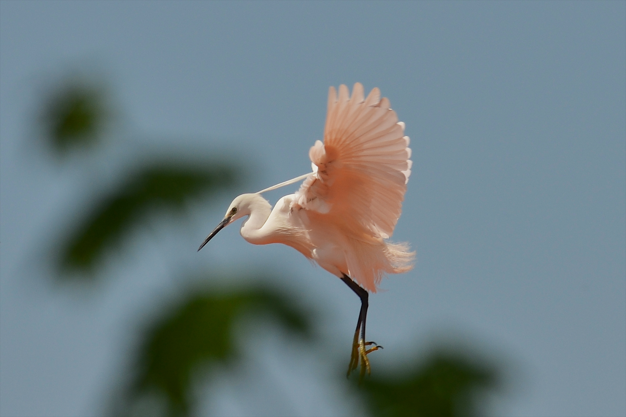Egret