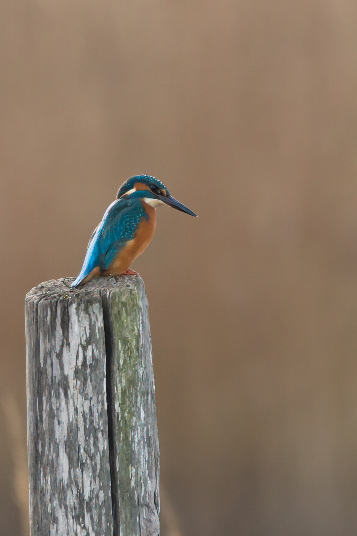 Kingfisher
