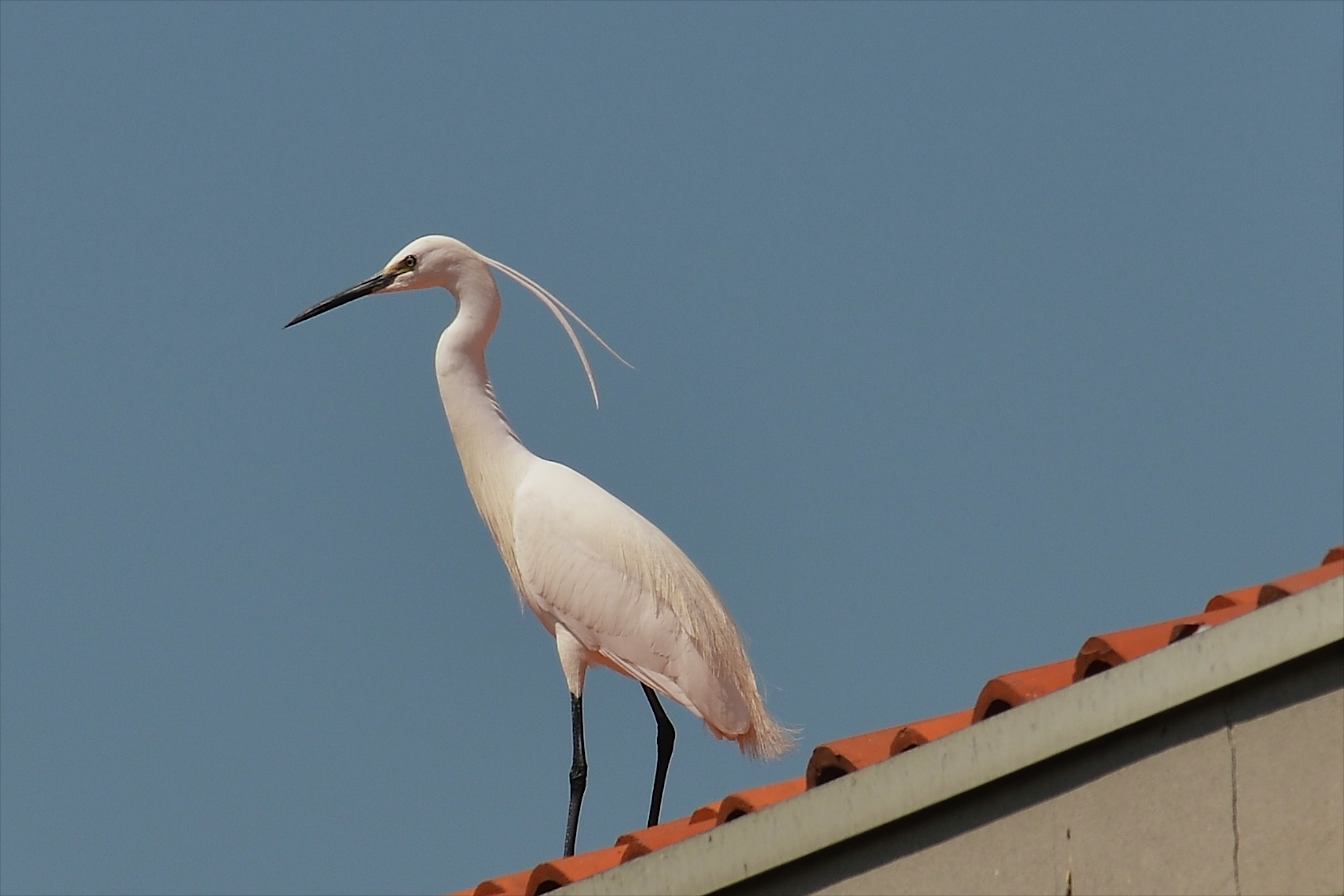 Egret