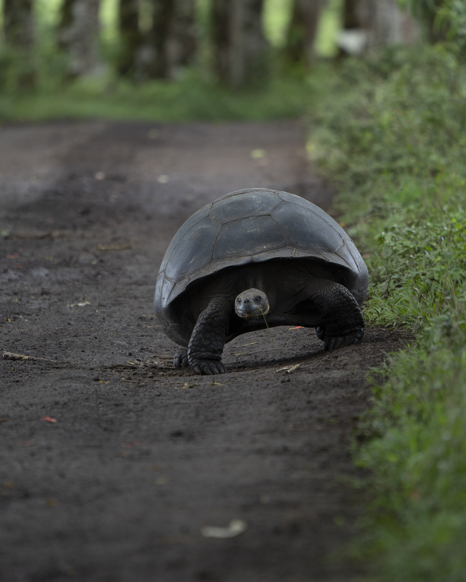 Tortuga gigante Galapagos