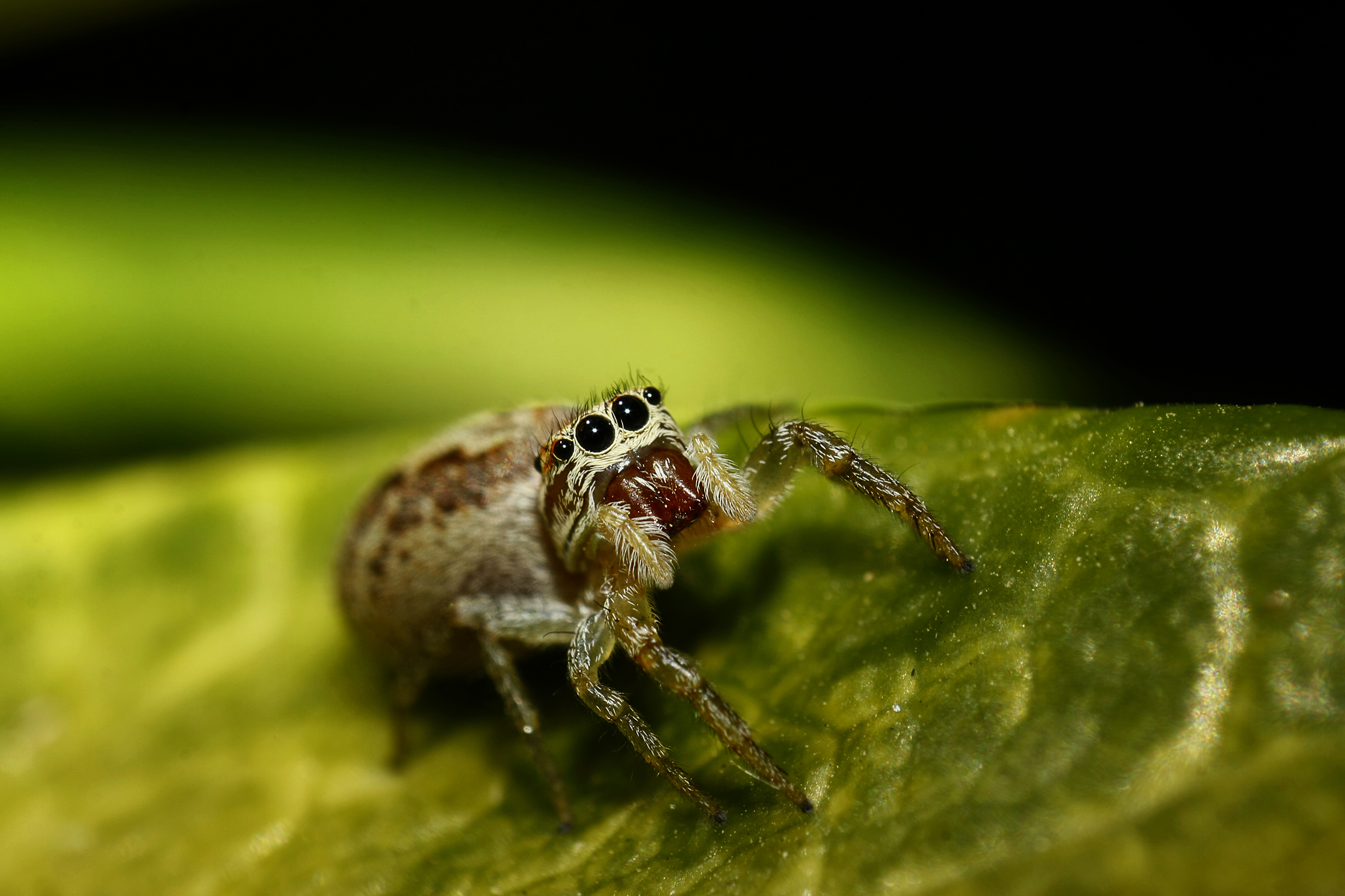 Jumping Spider (Salticidae sp.)