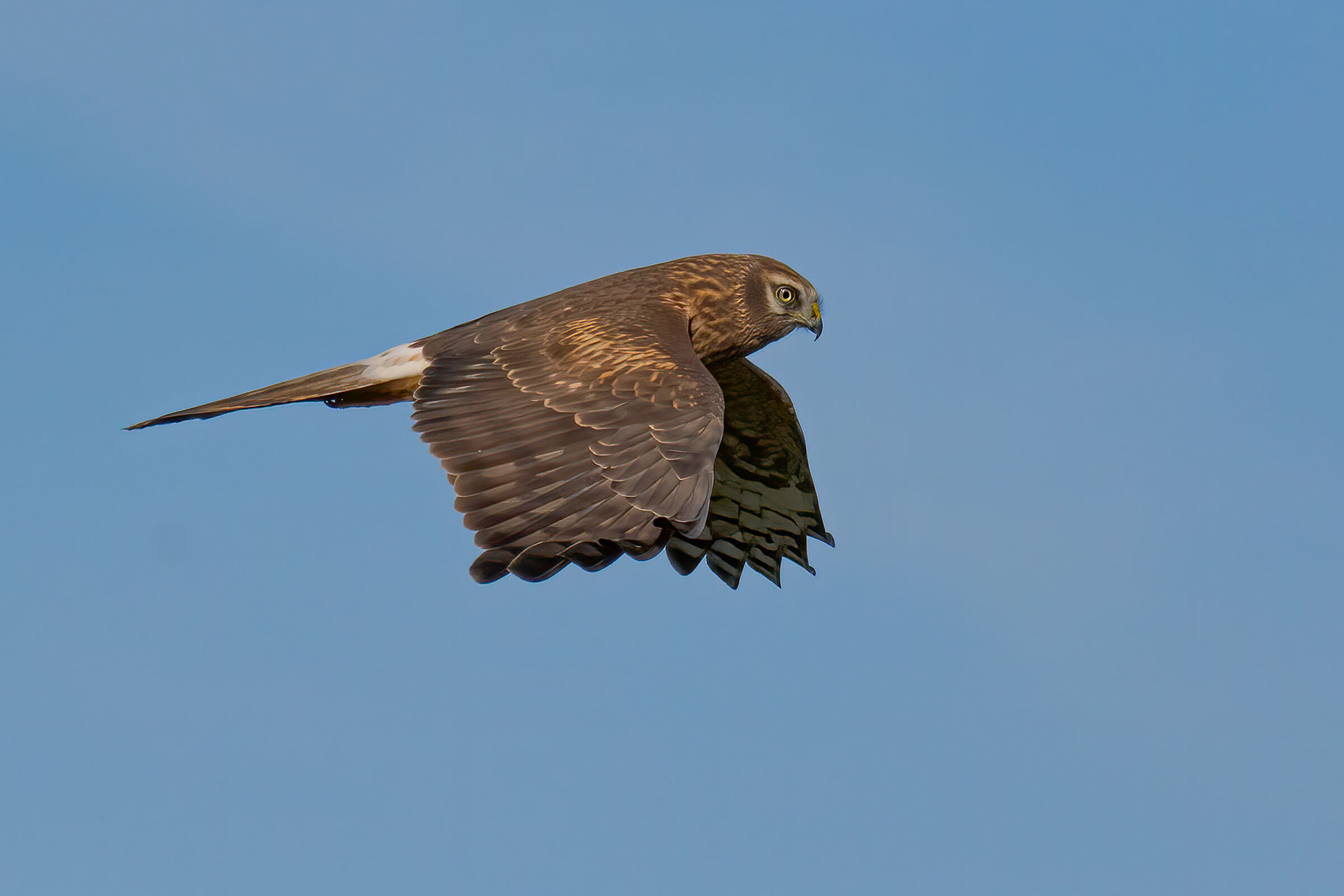Albanella reale(Circus cyaneus)
