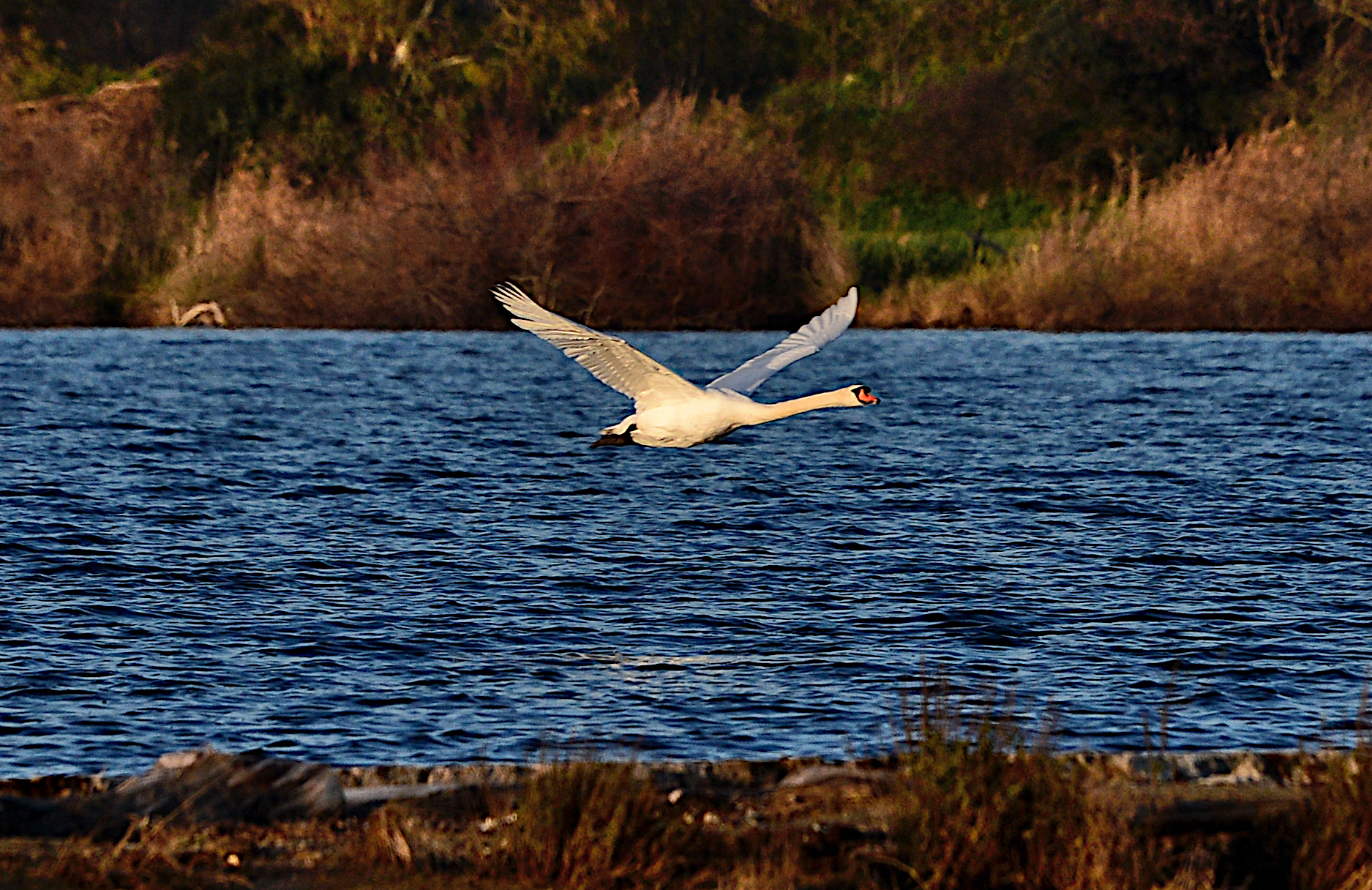 Swan in flight
