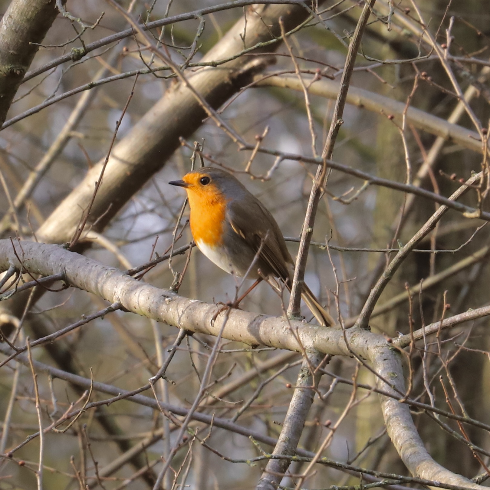 Robin
