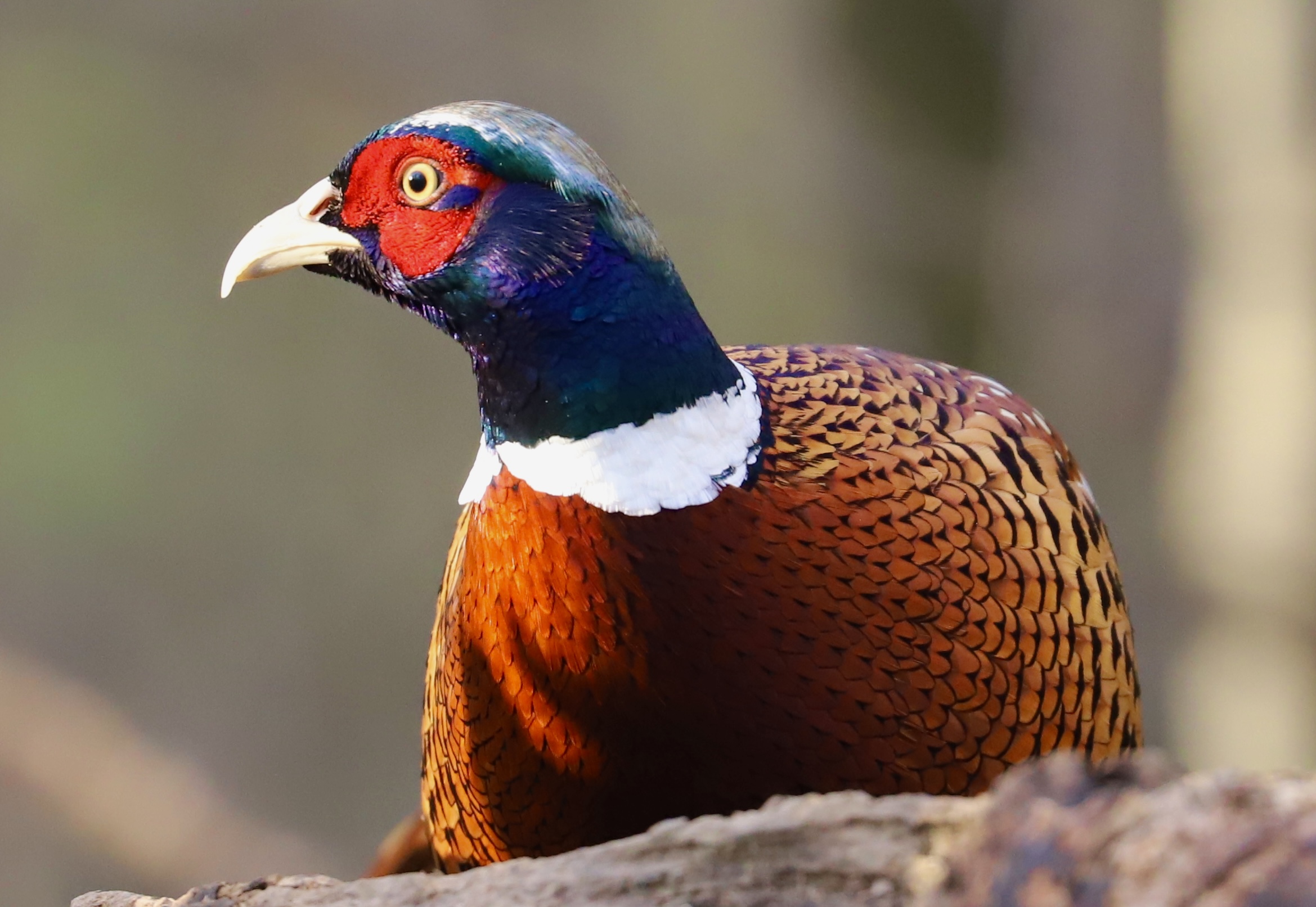 Pheasant