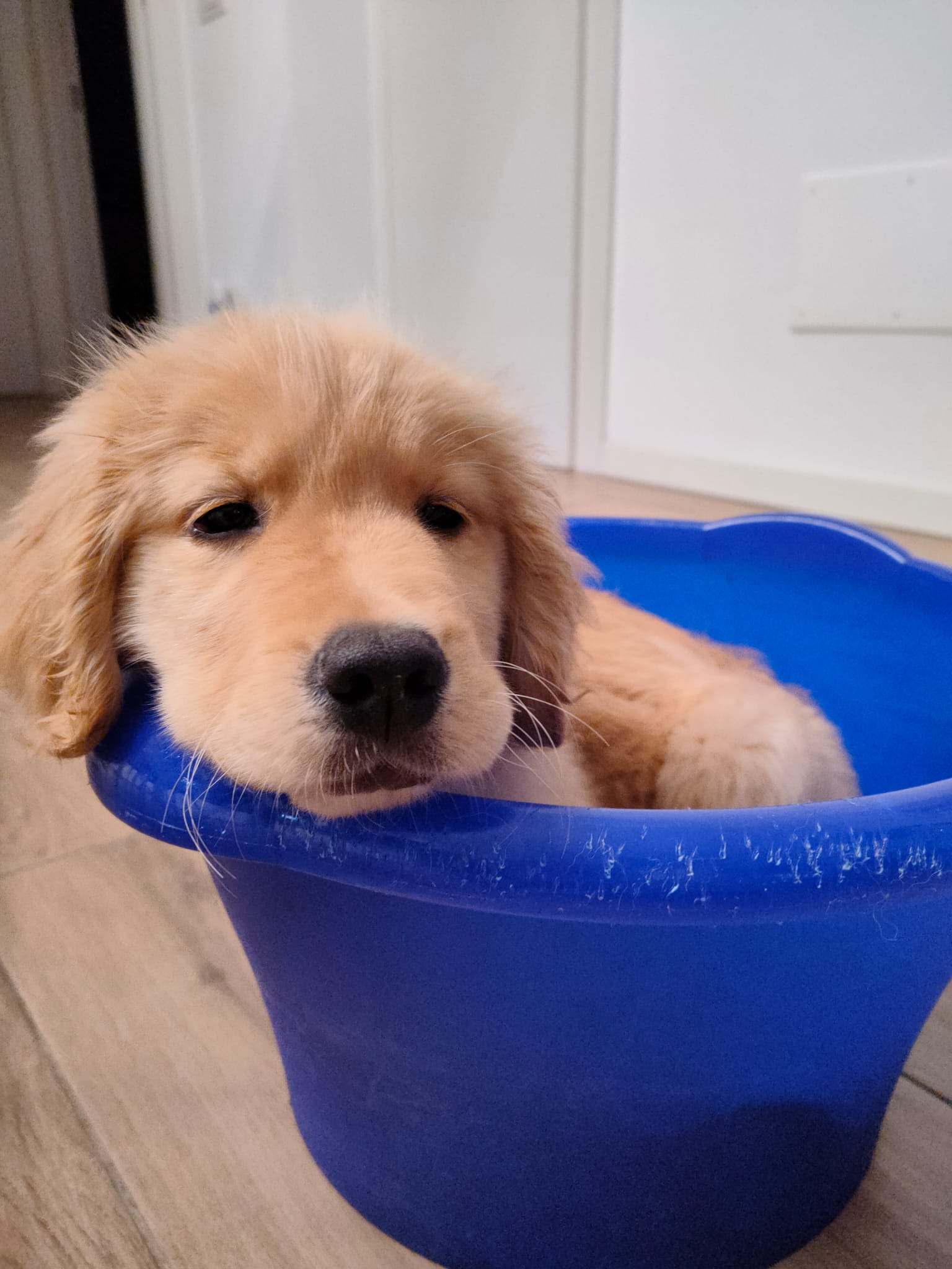 A kennel... original