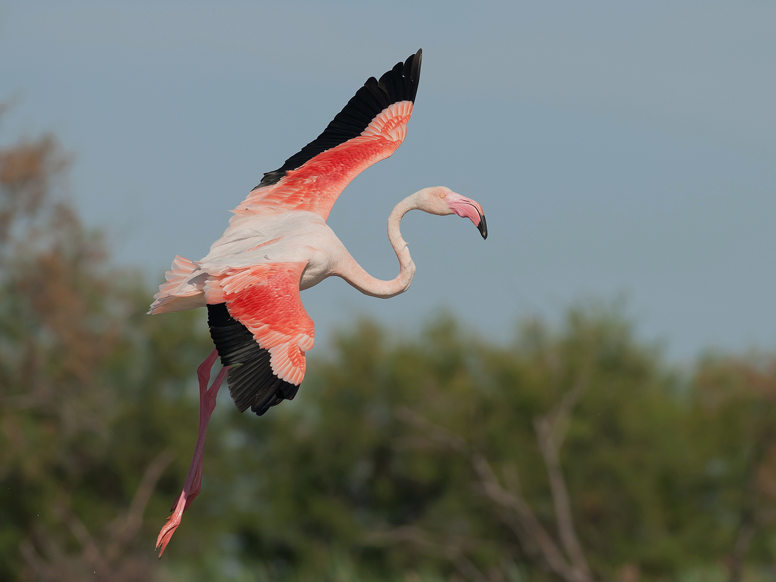 Fenicottero in arrivo.