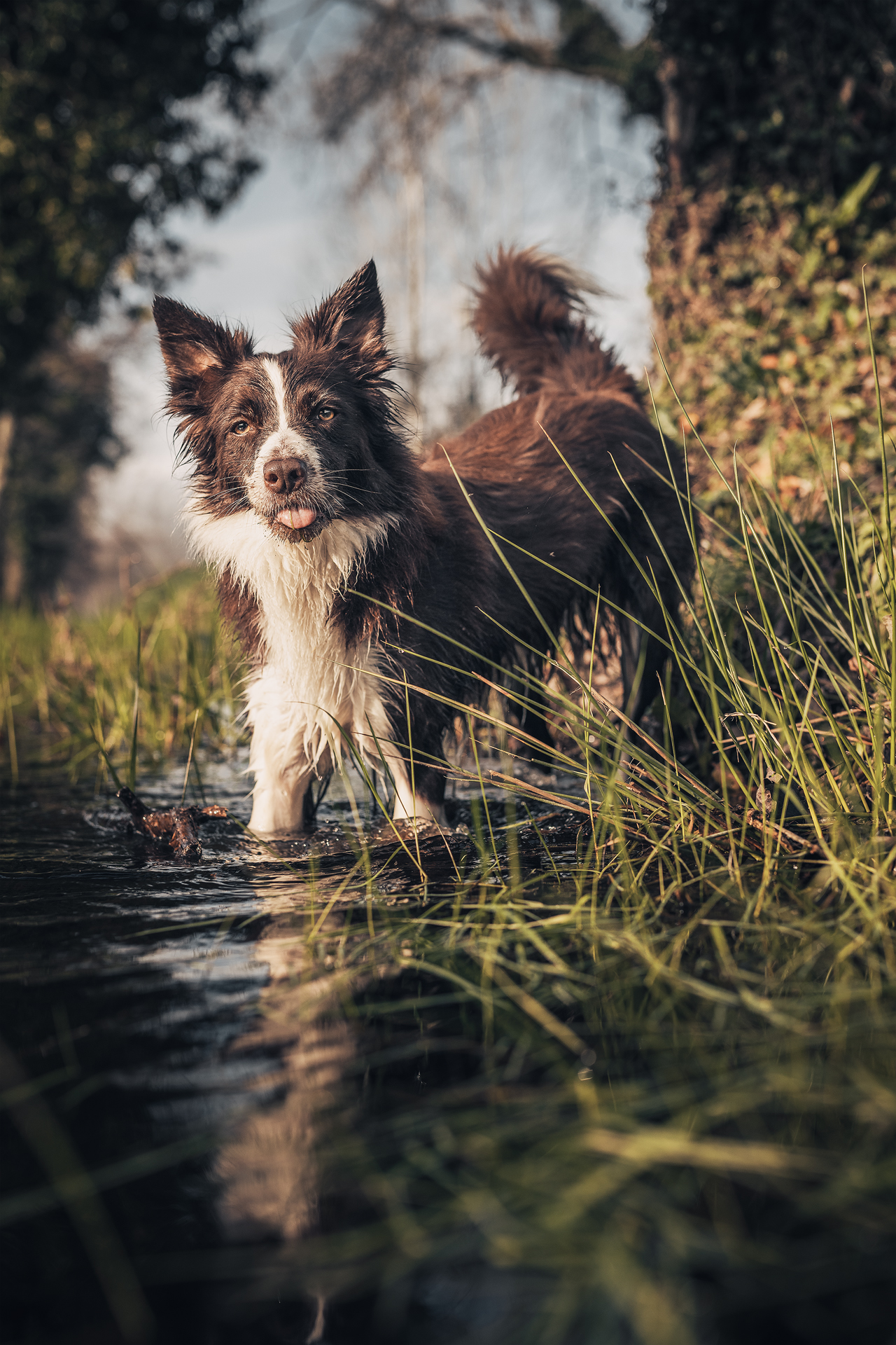 Beautiful dog