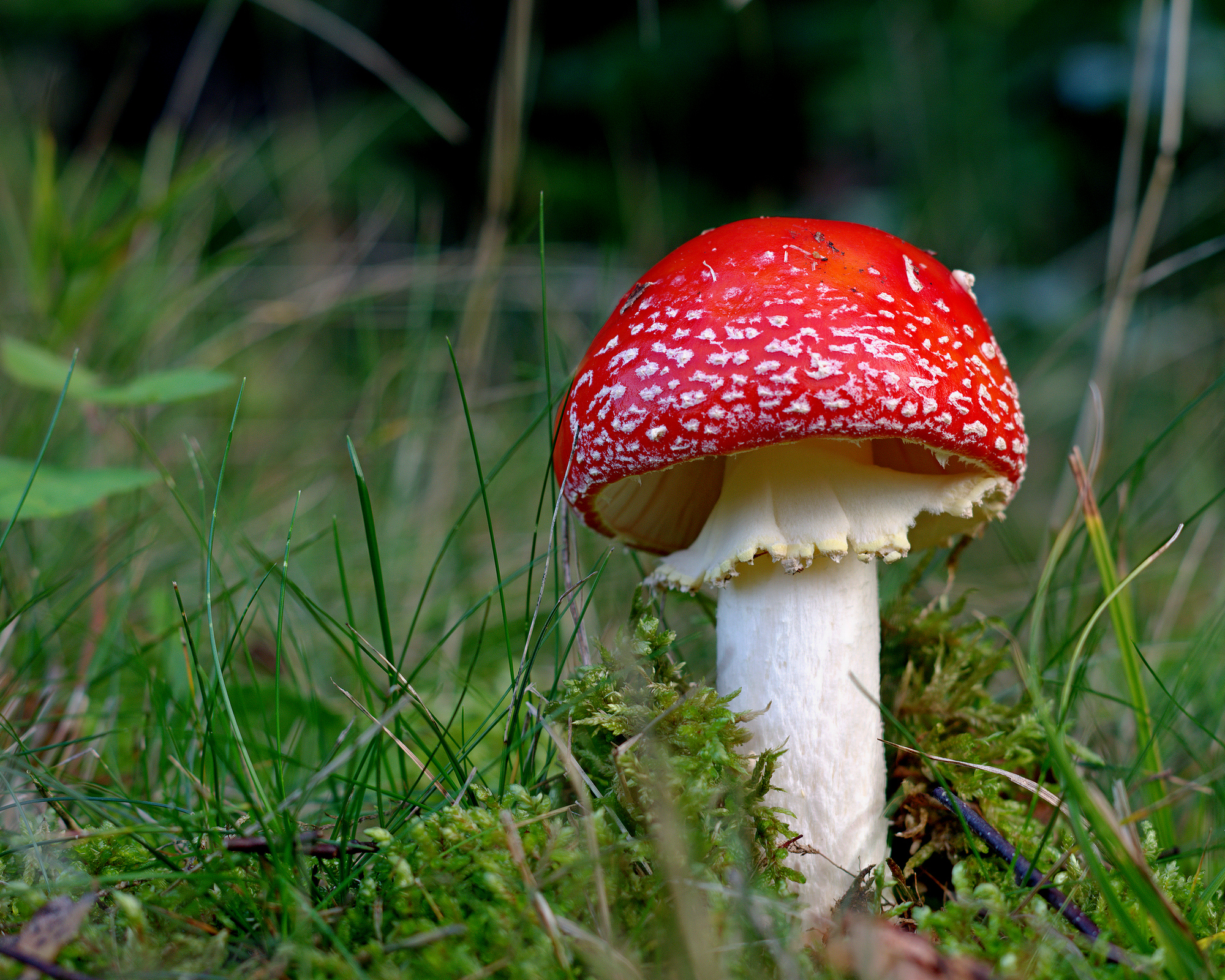 red toadstool