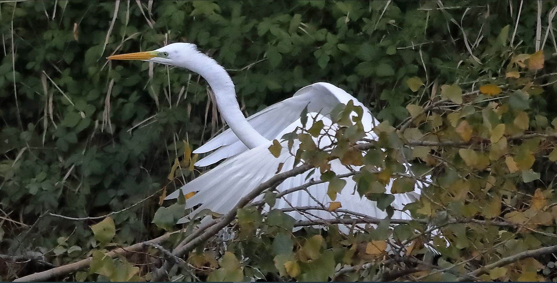 Airone BM 10-11-2022