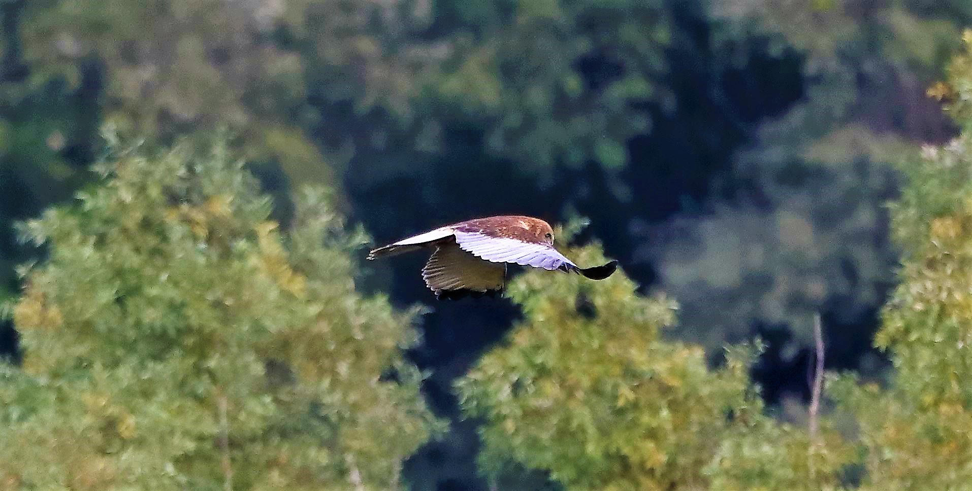 Falco di palude 12-10-2022