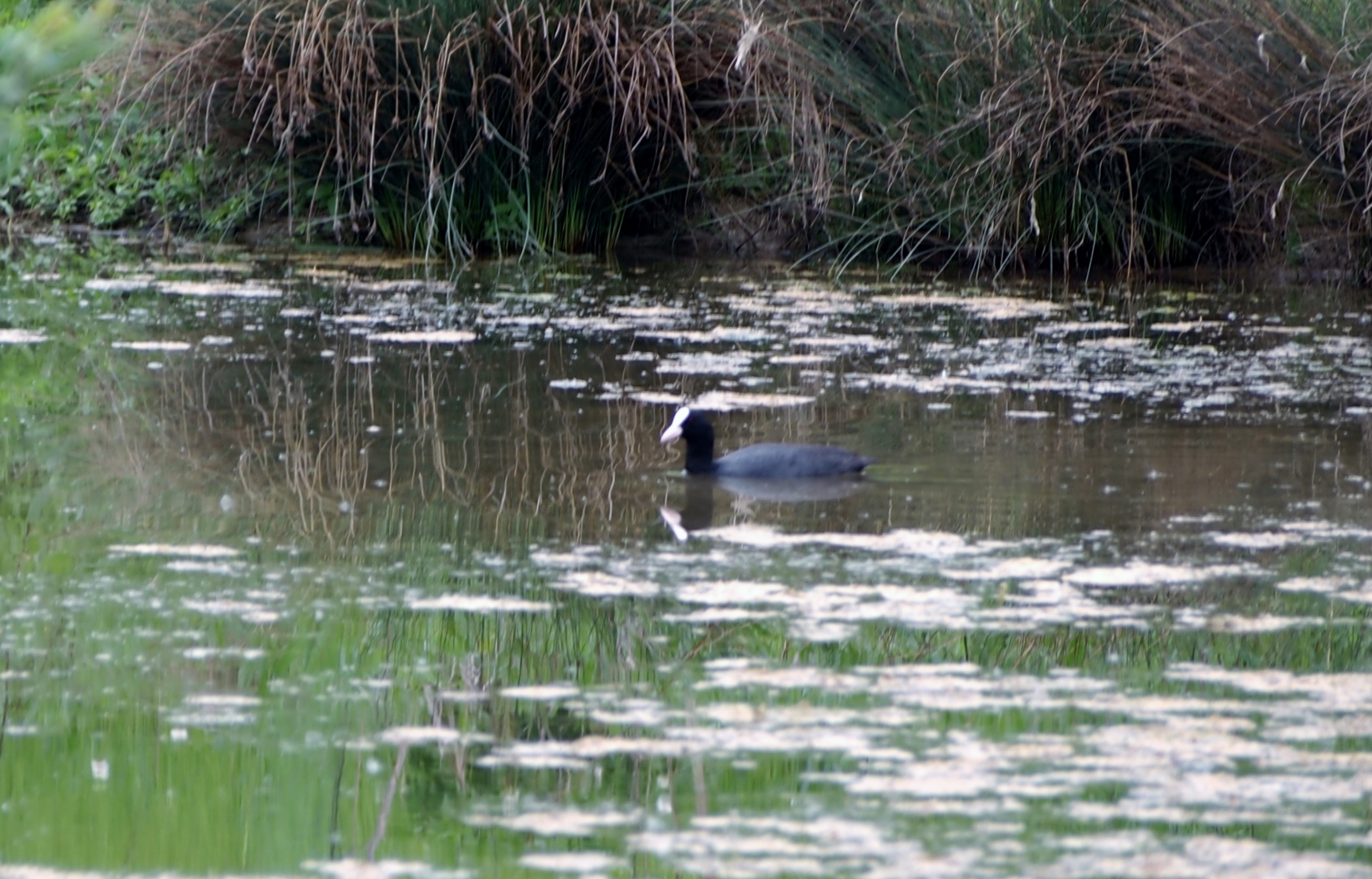 Oasis Cronovilla Traversetolo