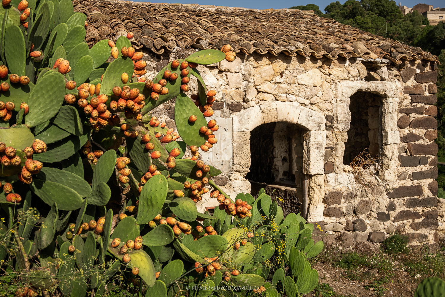Cavalleria rusticana