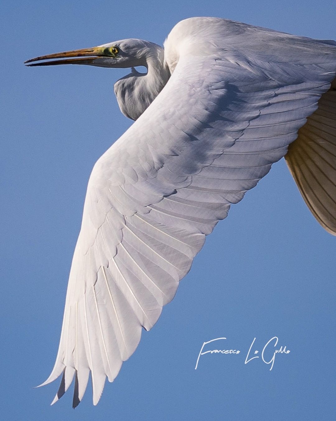 Great white heron