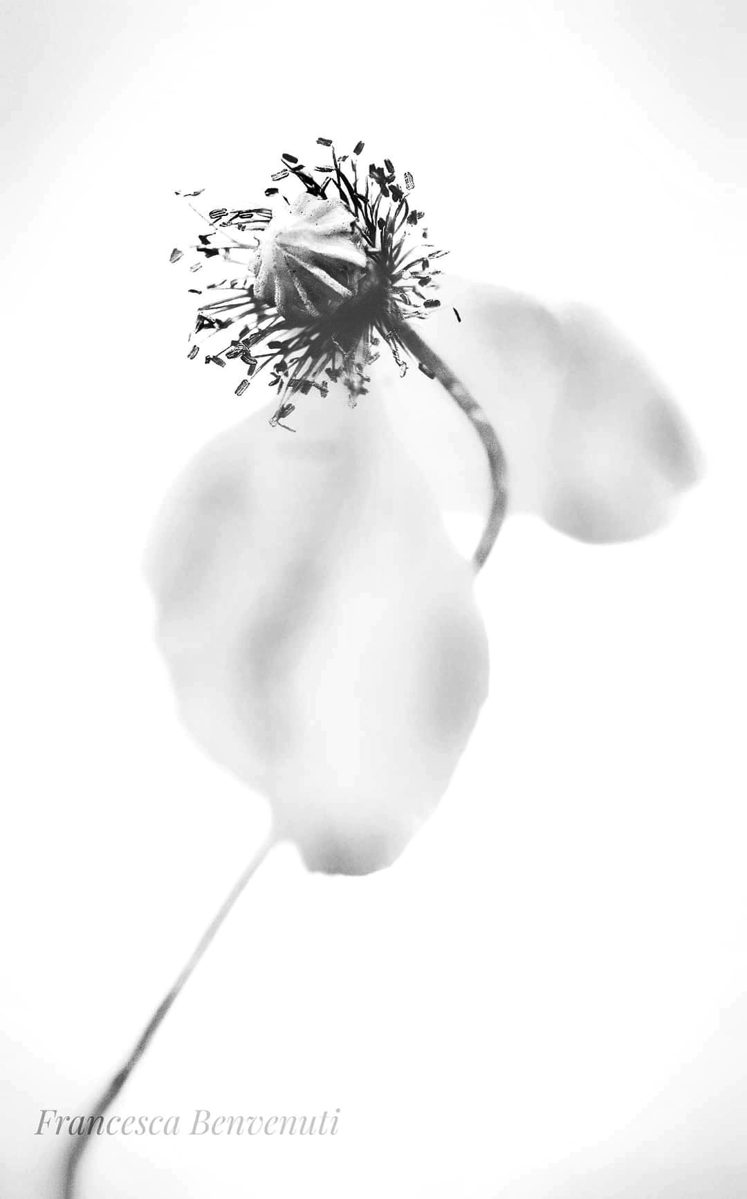 My wings to fly, the roots to return