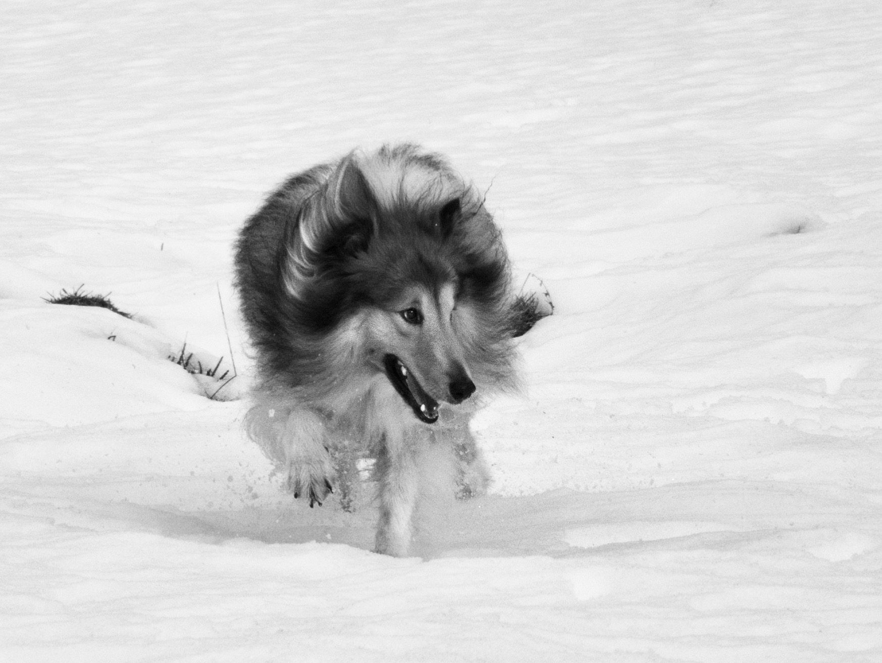 Alla fine discendo dal lupo…