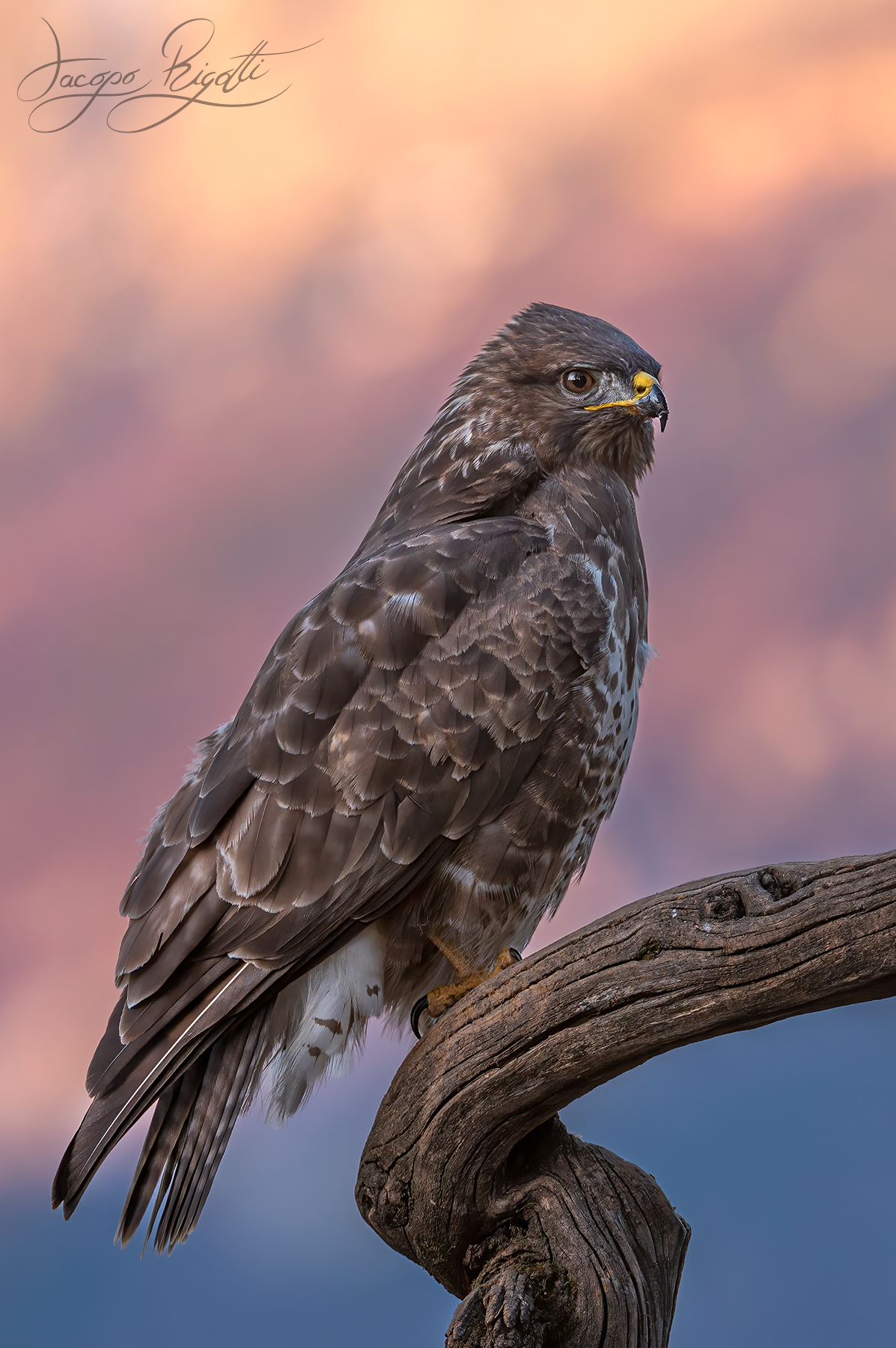 BUZZARD AT DAWN