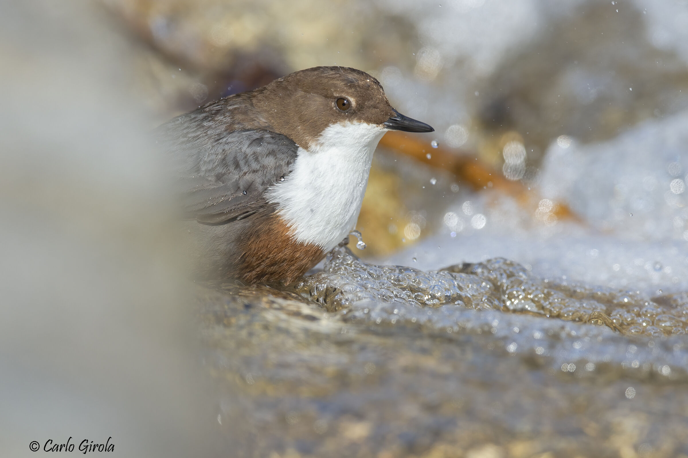 Merlo acquaiolo (Cinclus cinclus)