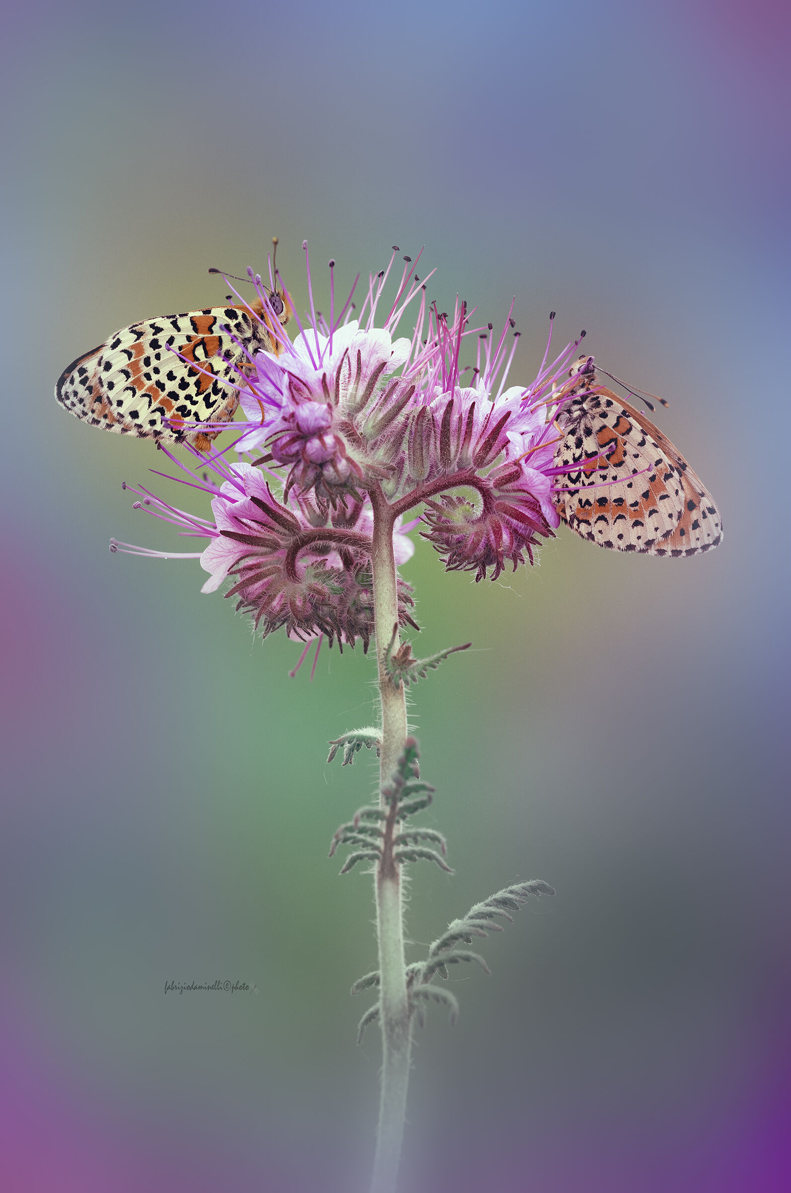 Melitaea didyma