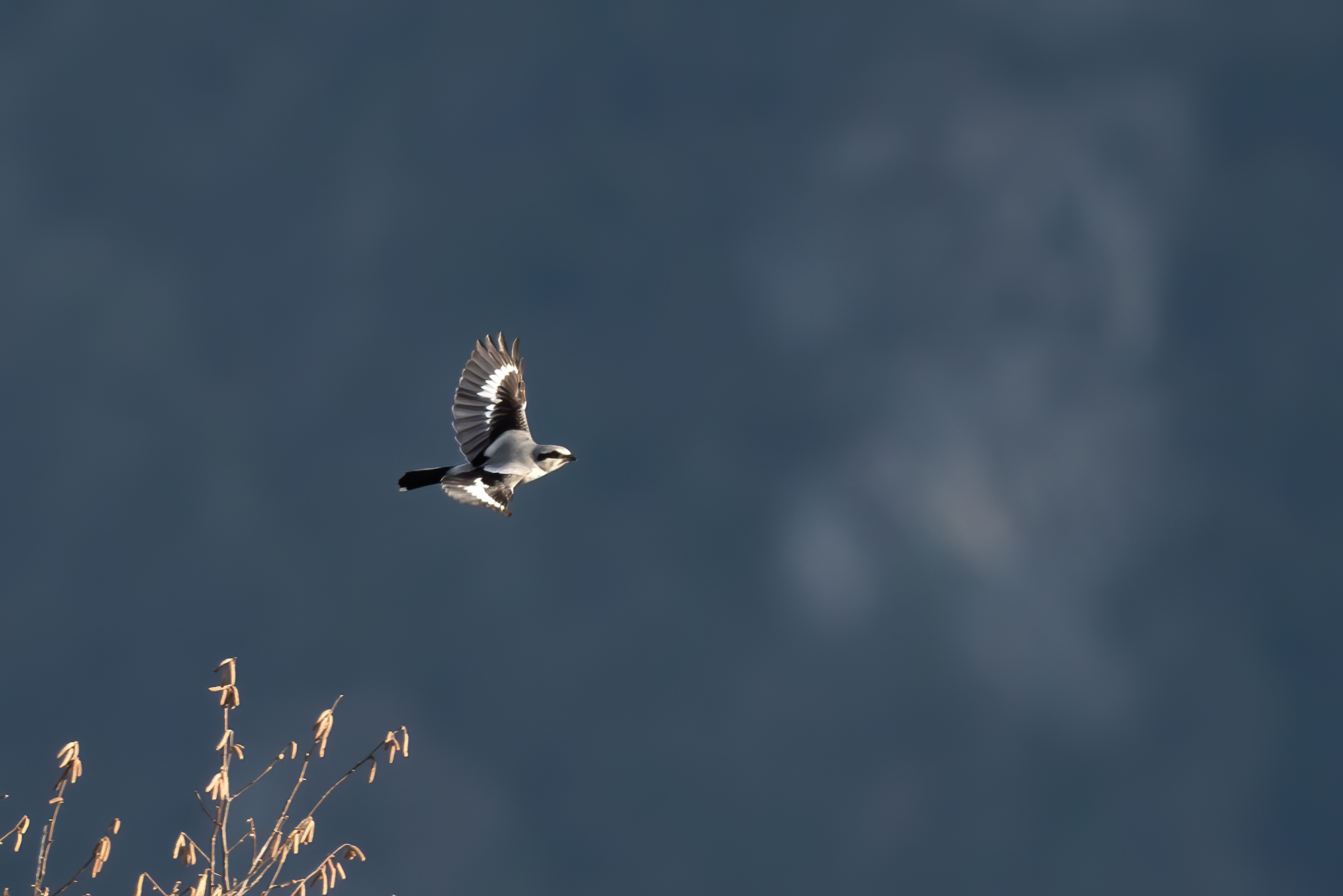 Great grey shrike