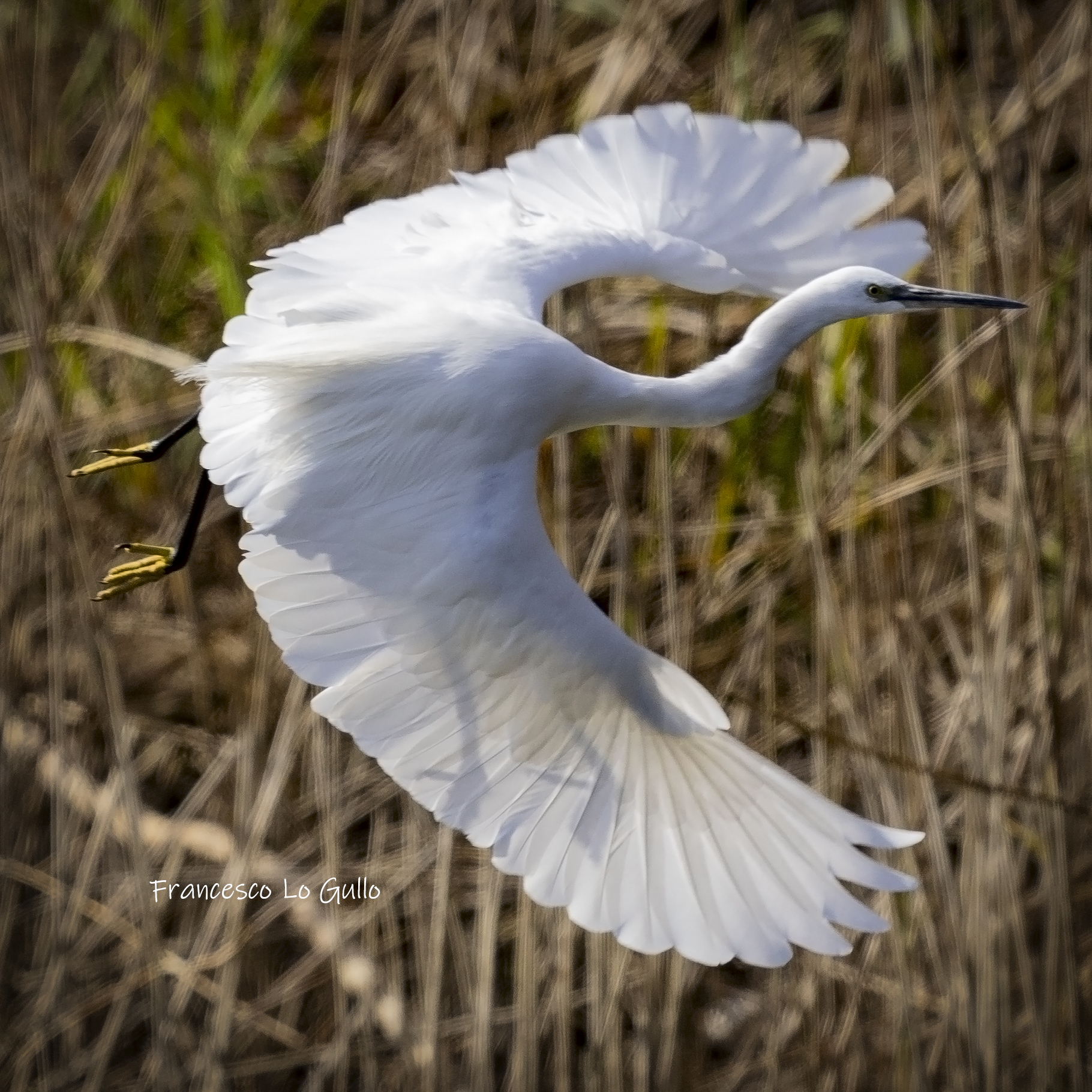 Garzetta (Egretta eulophotes)