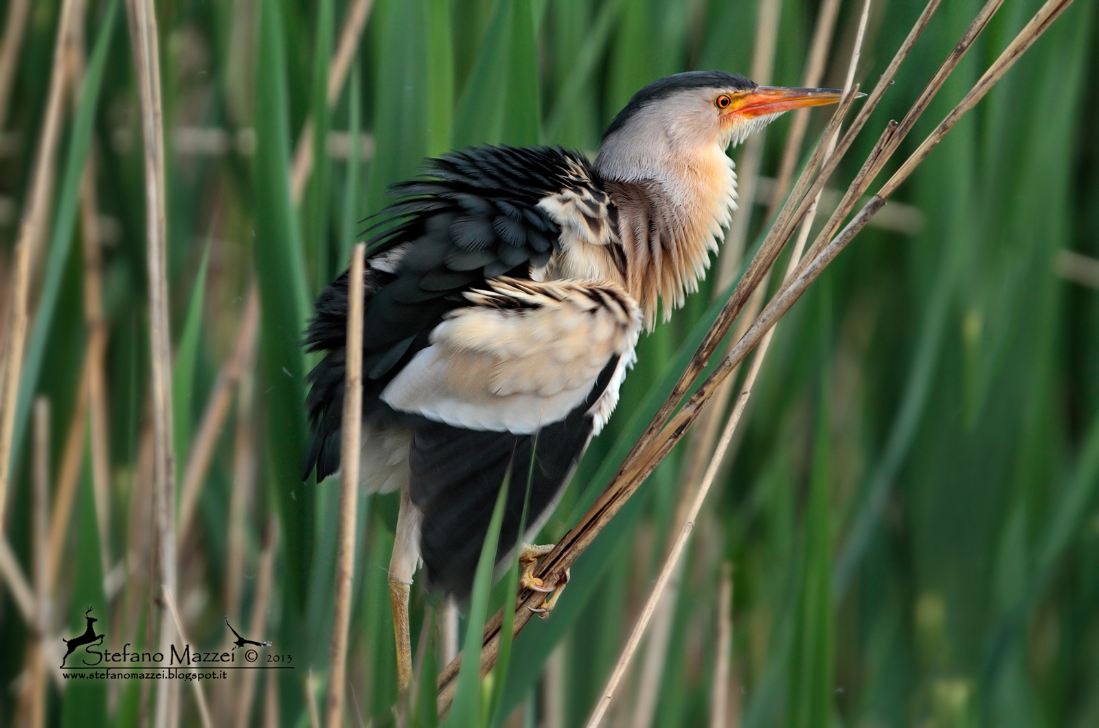 Tarabusino arruffato ...