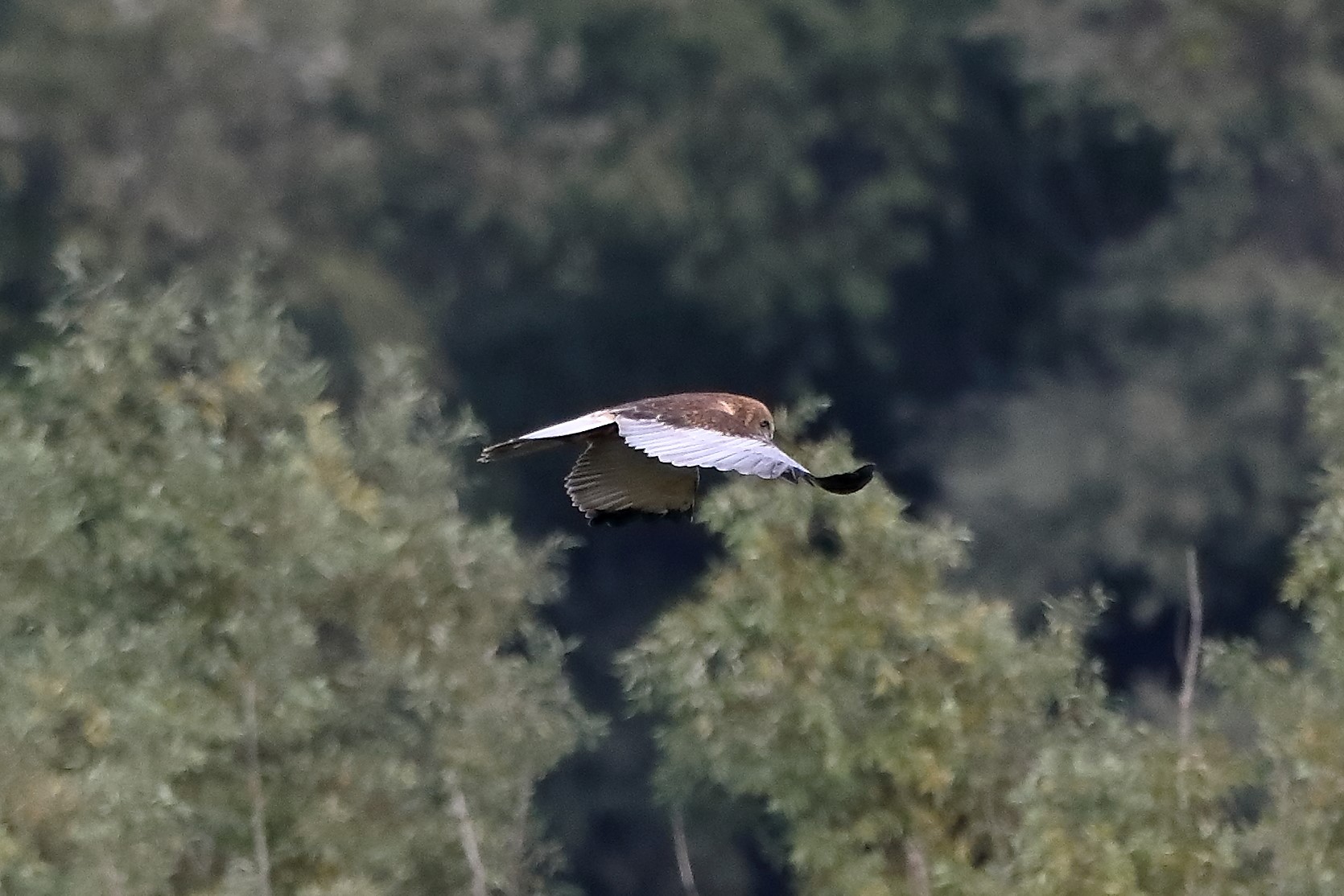 Falco di palude 12-10-2022