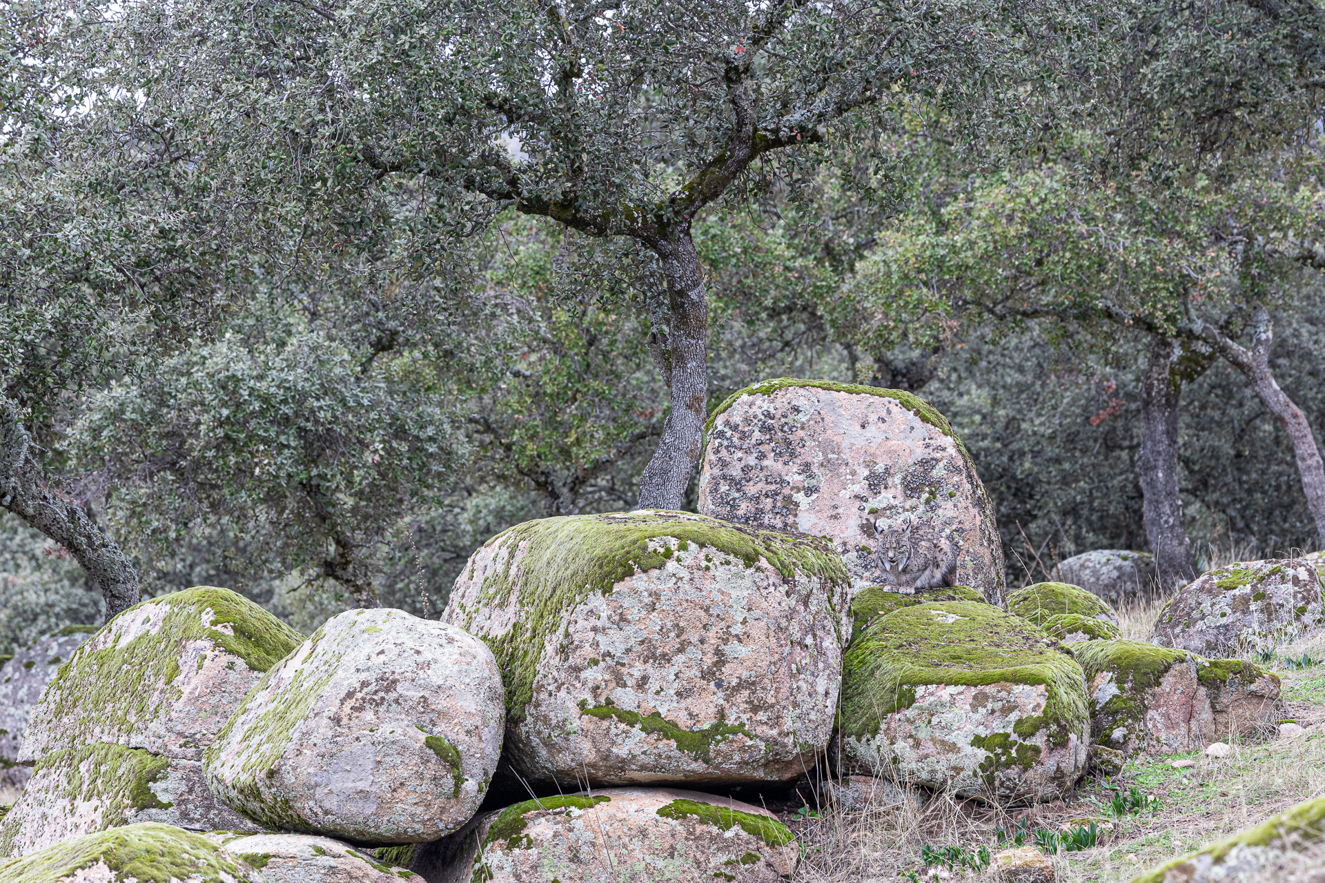 Iberian lynx (maybe)