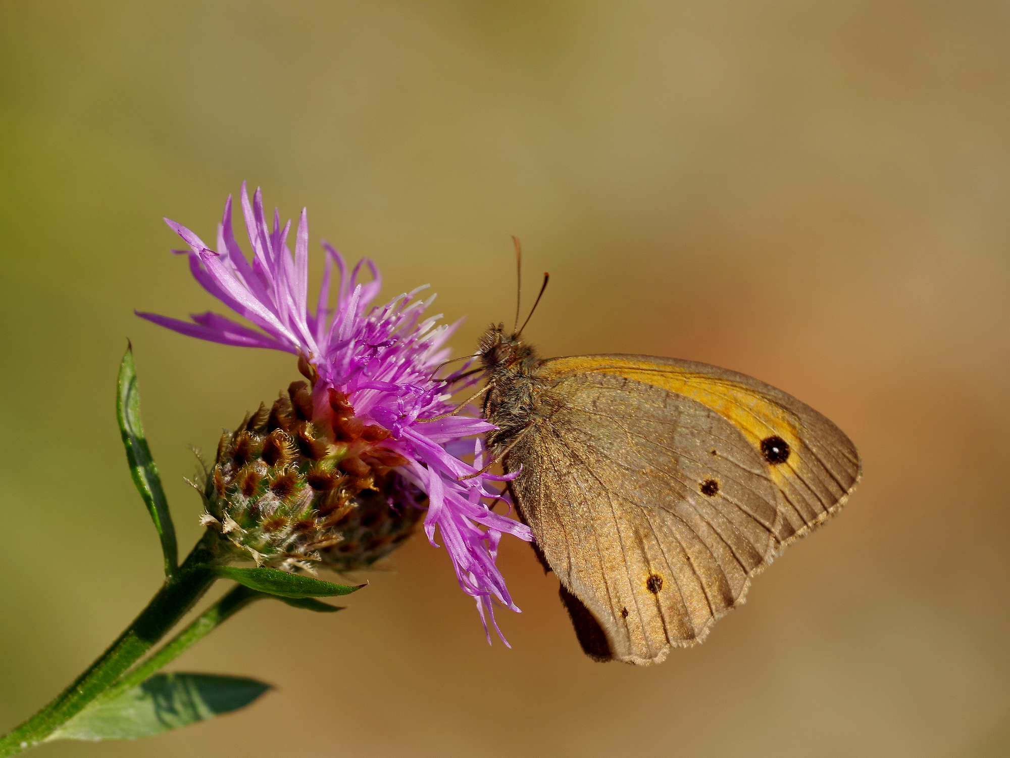 Meadow Brown in brown