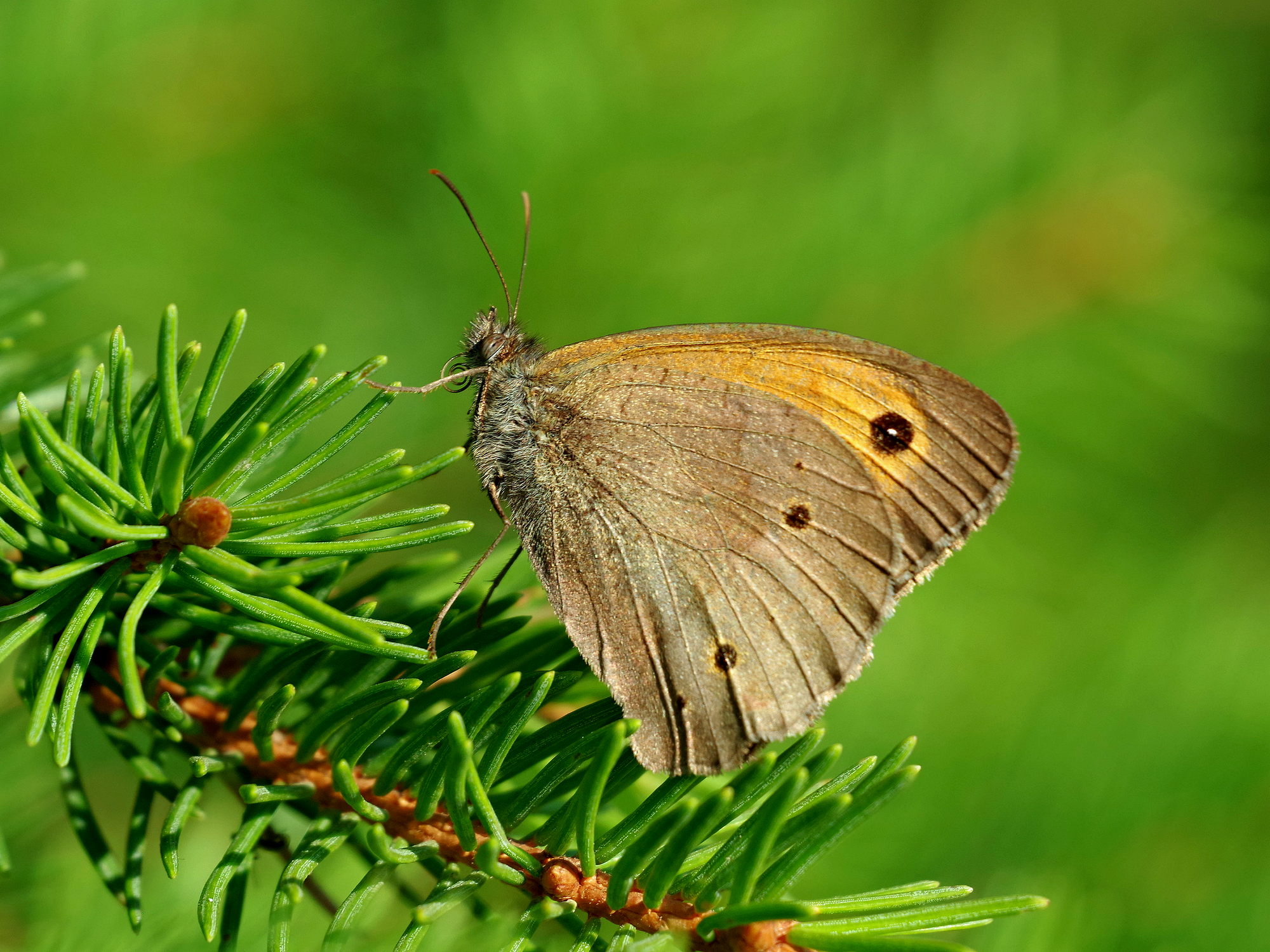 Meadow Brown in green
