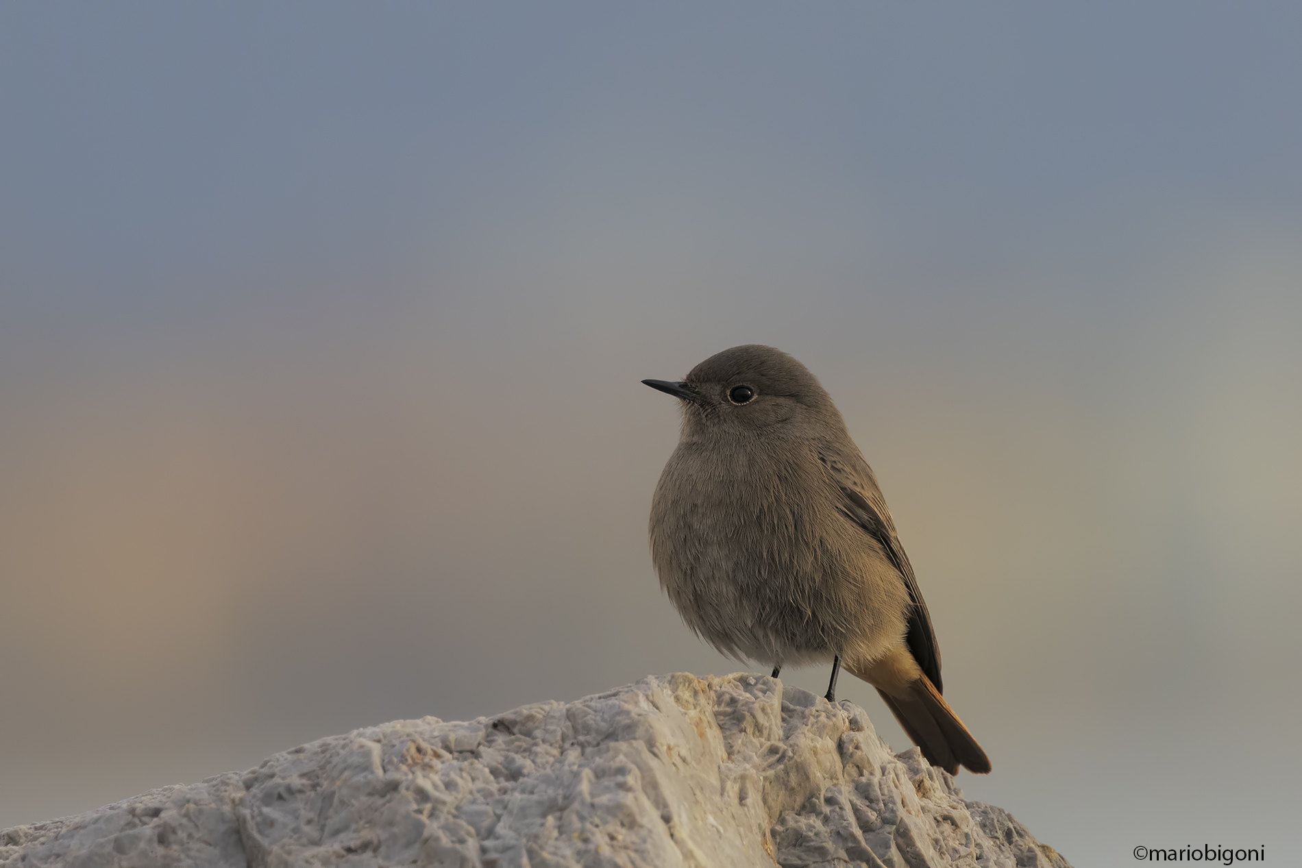 Black redstart