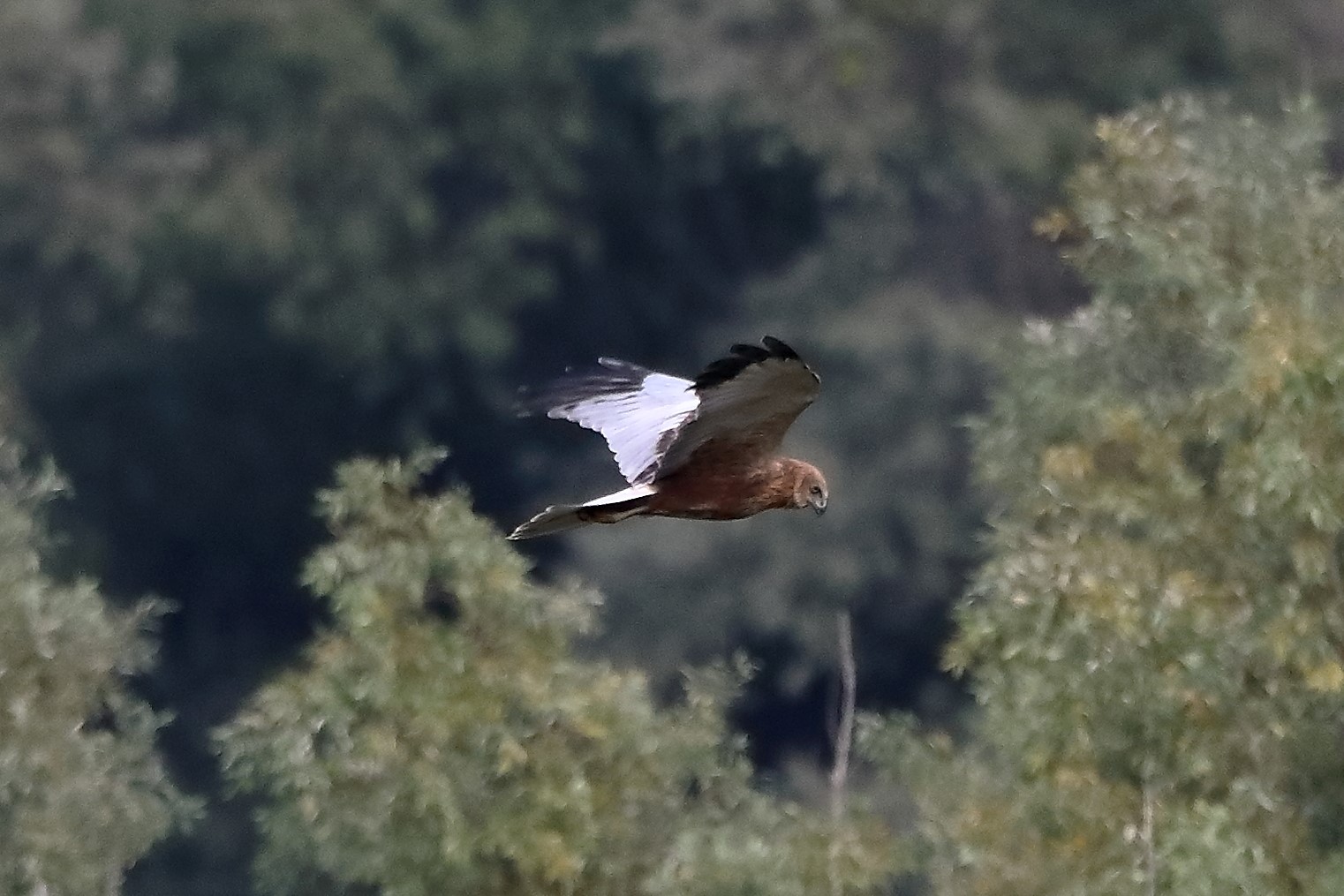 Falco di palude 12-10-2022