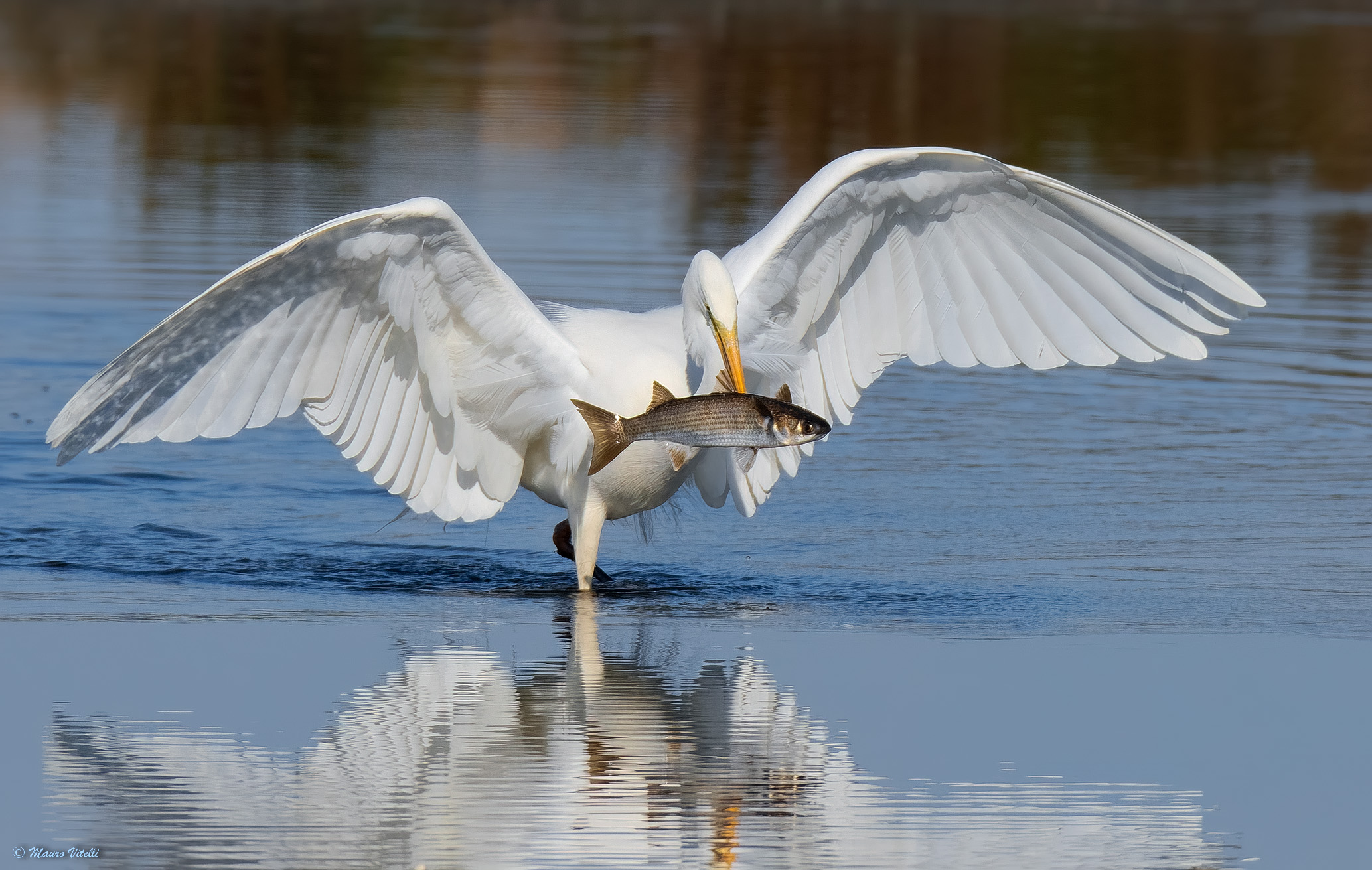 Great white heron (Casmerodius albus)