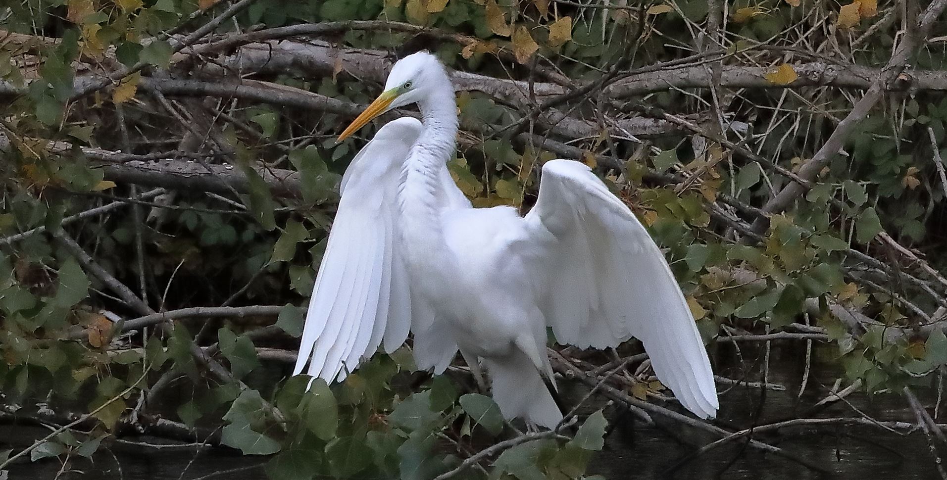 Airone BM 10-11-2022