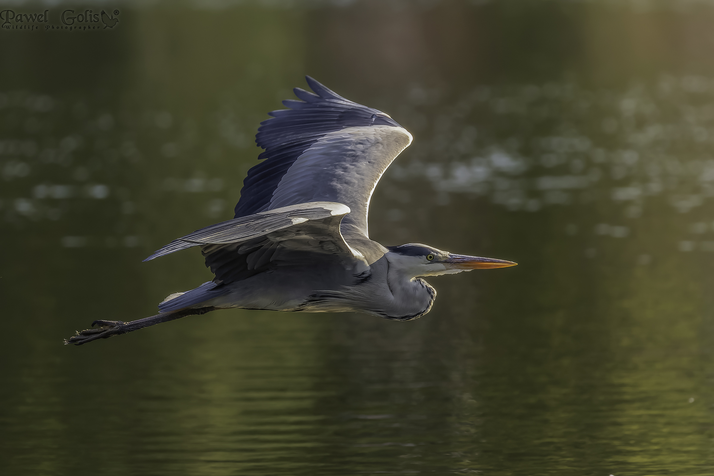 Airone cenerino (Ardea cinerea)