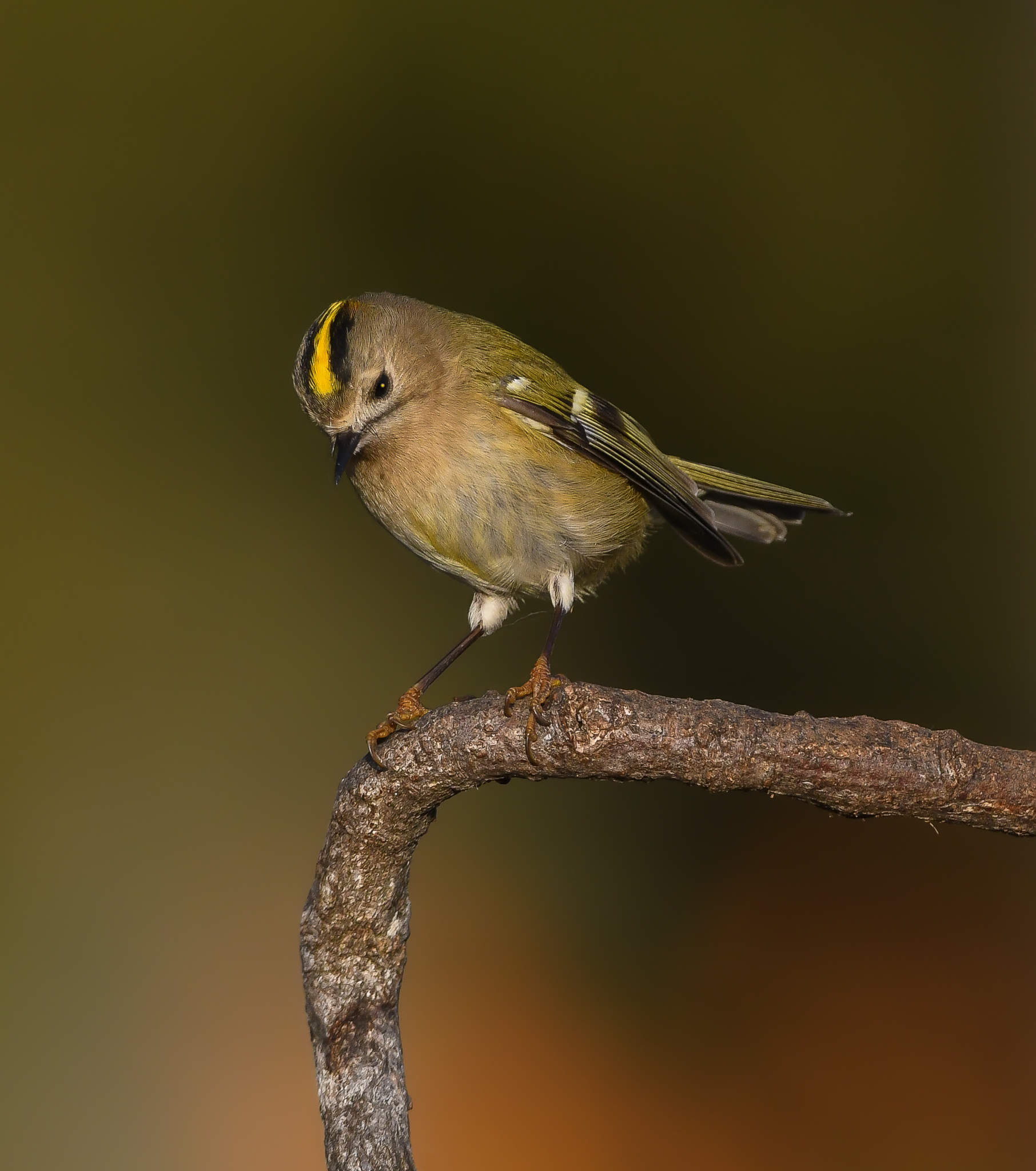 Regolo, Uccello più piccolo del Paleartico