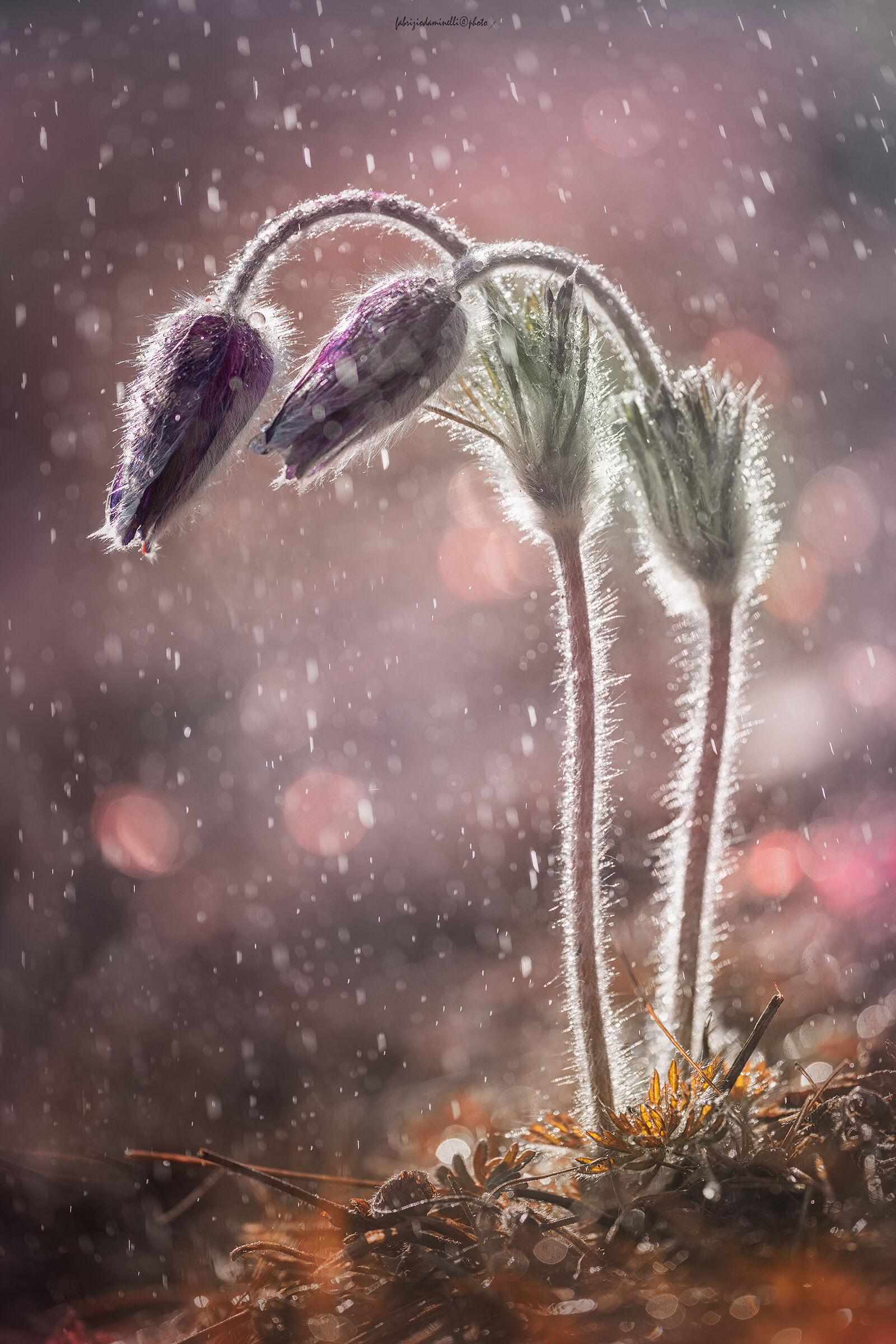 Mountain Pasqueflower