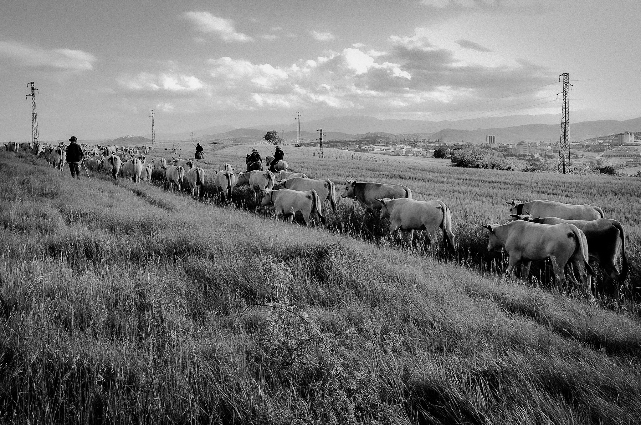 La transumanza nel Molise
