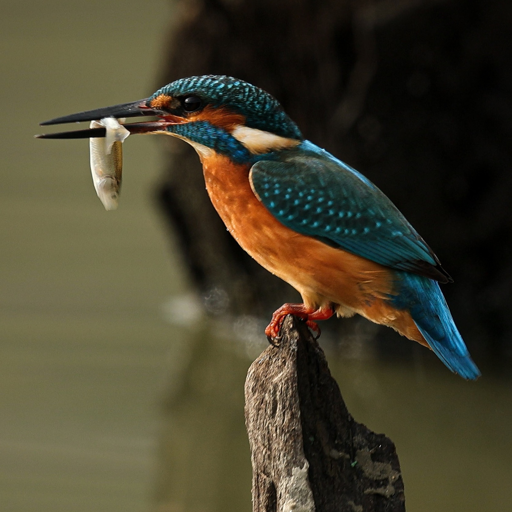 Martin pescatore (Alcedo at this)