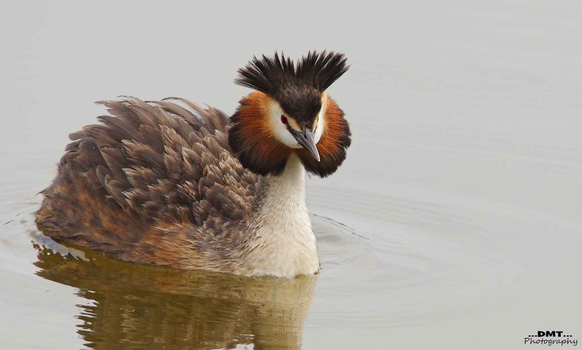 Great Crested Grebe