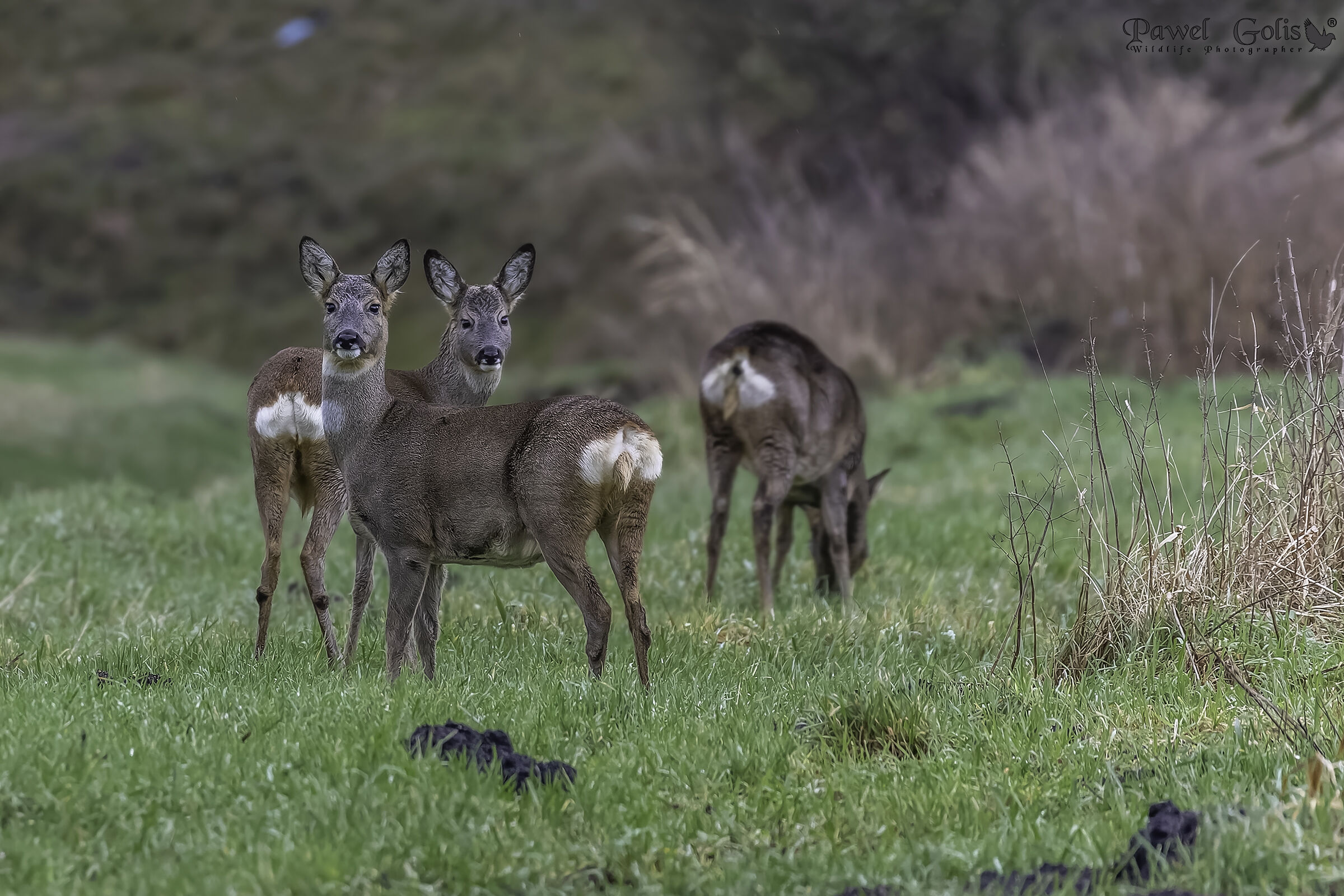 Capriolo (Capreolus capreolus)