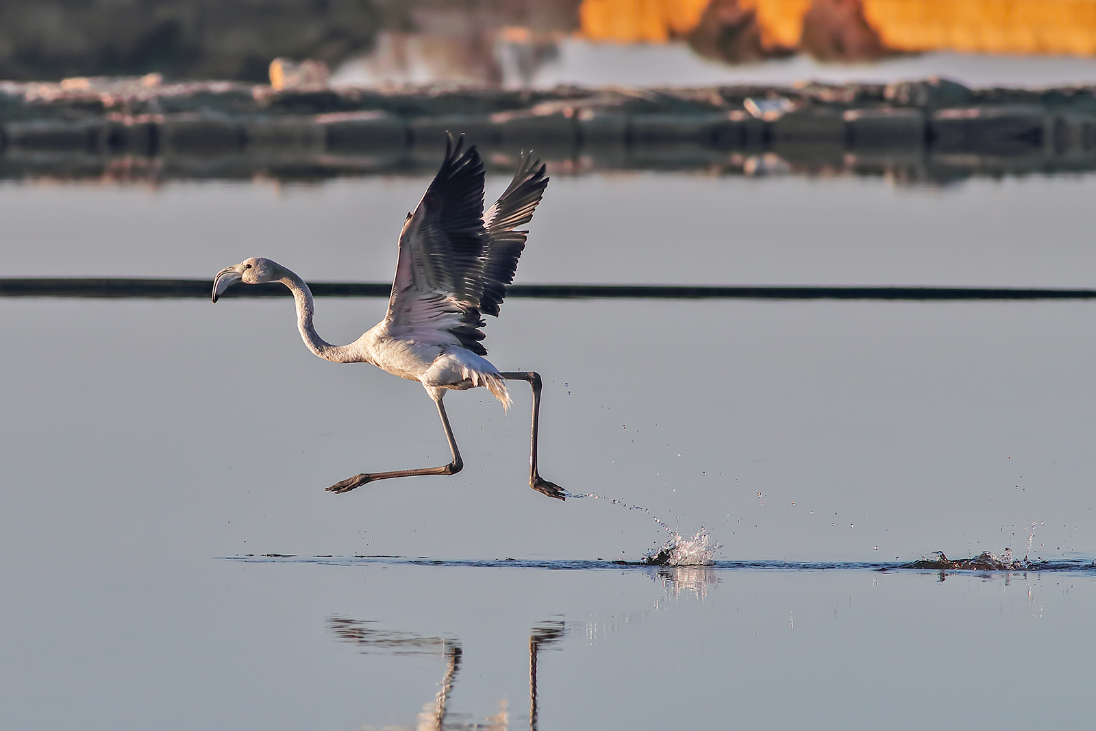 Young flamingo