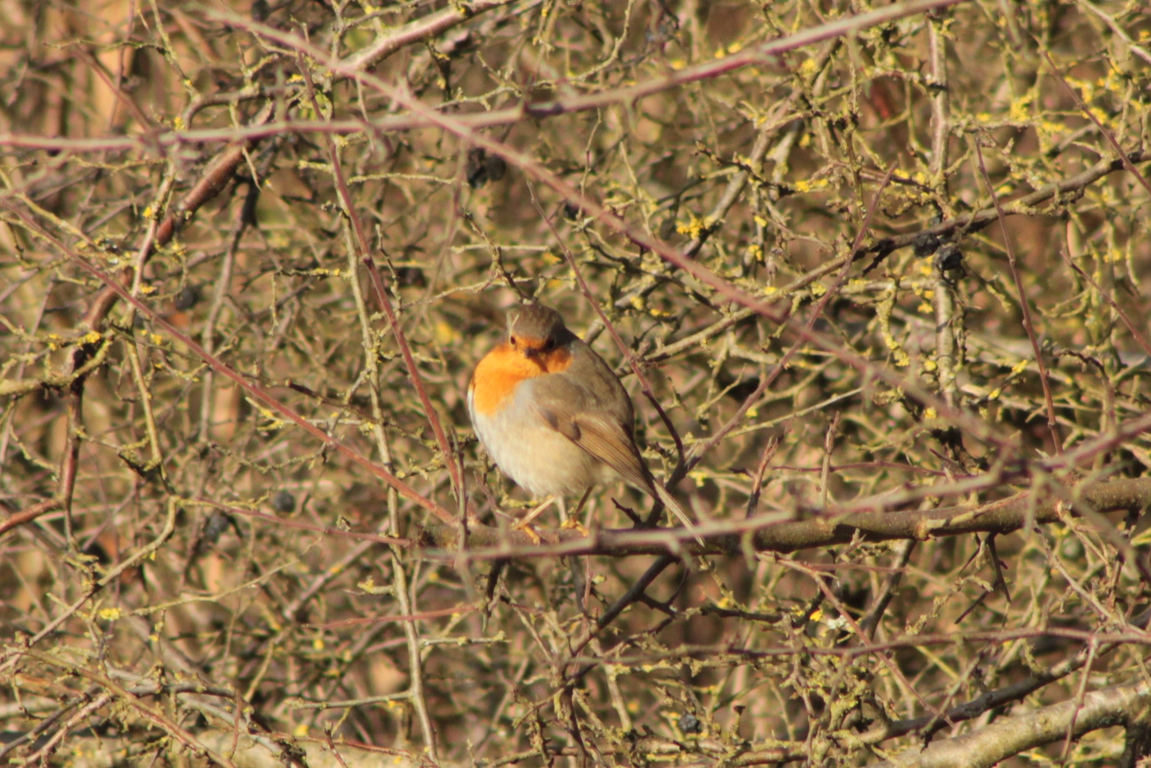 This one posed