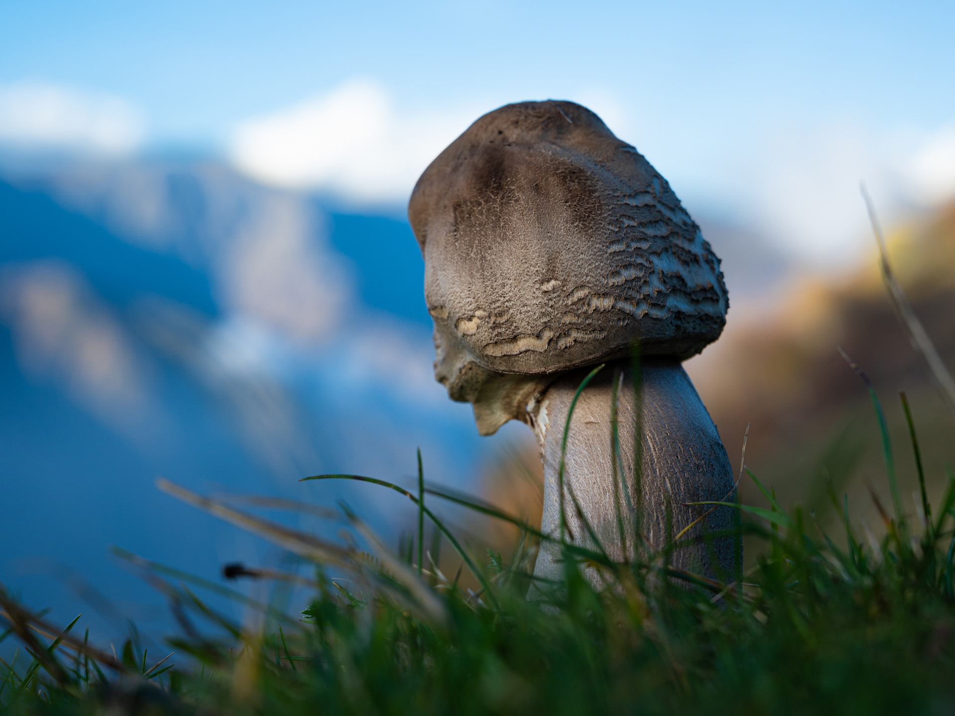 Mazza di tamburo (Macrolepiota procera)