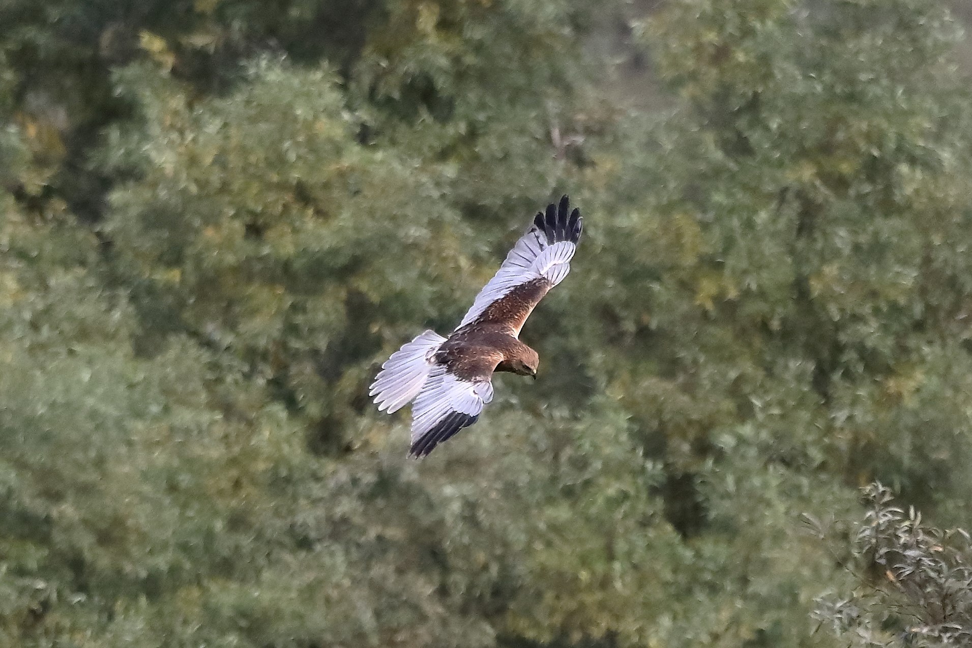 Falco di palude 12-10-2022