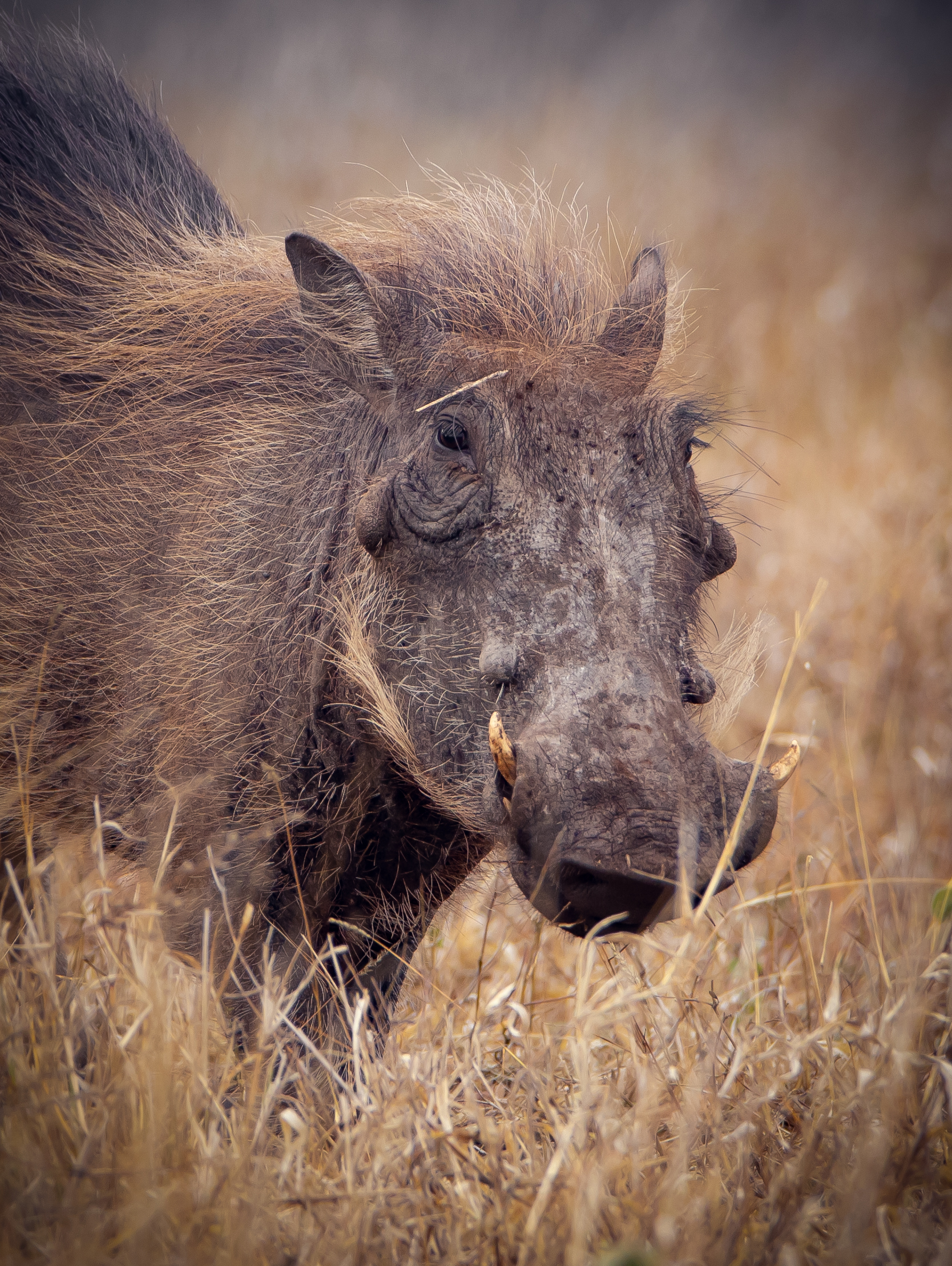 Warthog