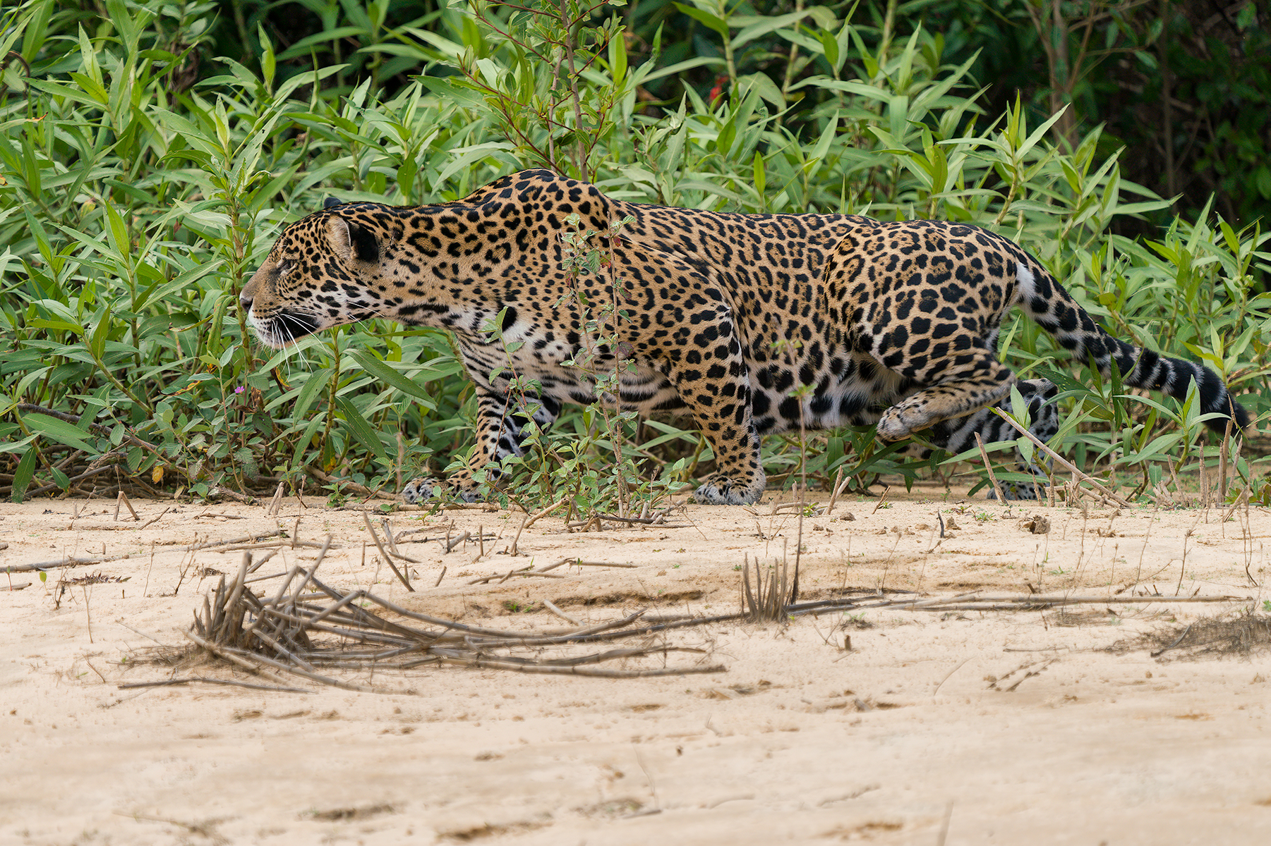 Jaguar hunting